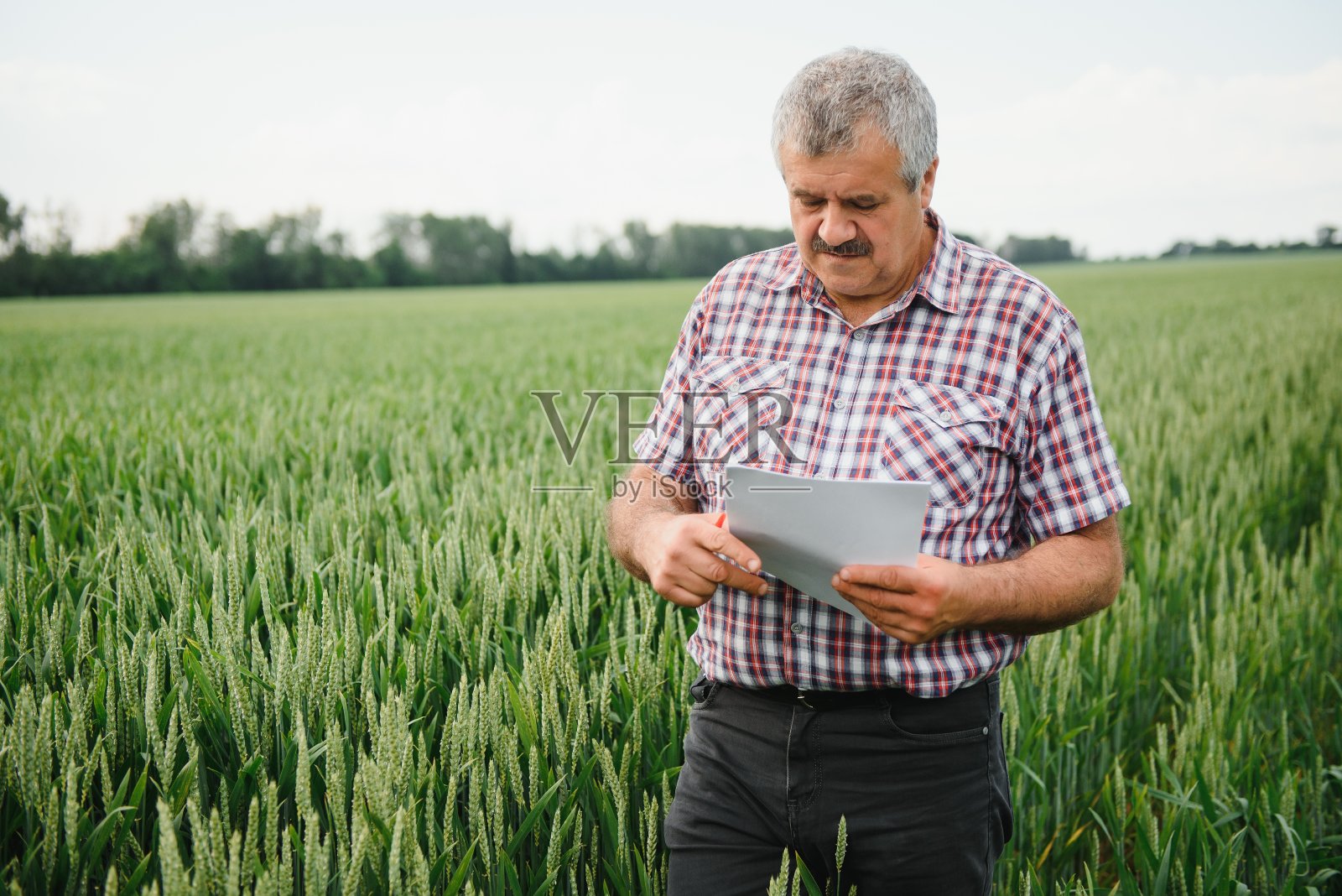 经验丰富而自信的农民站在他的田里。麦田中老年农民农学家画像。照片摄影图片