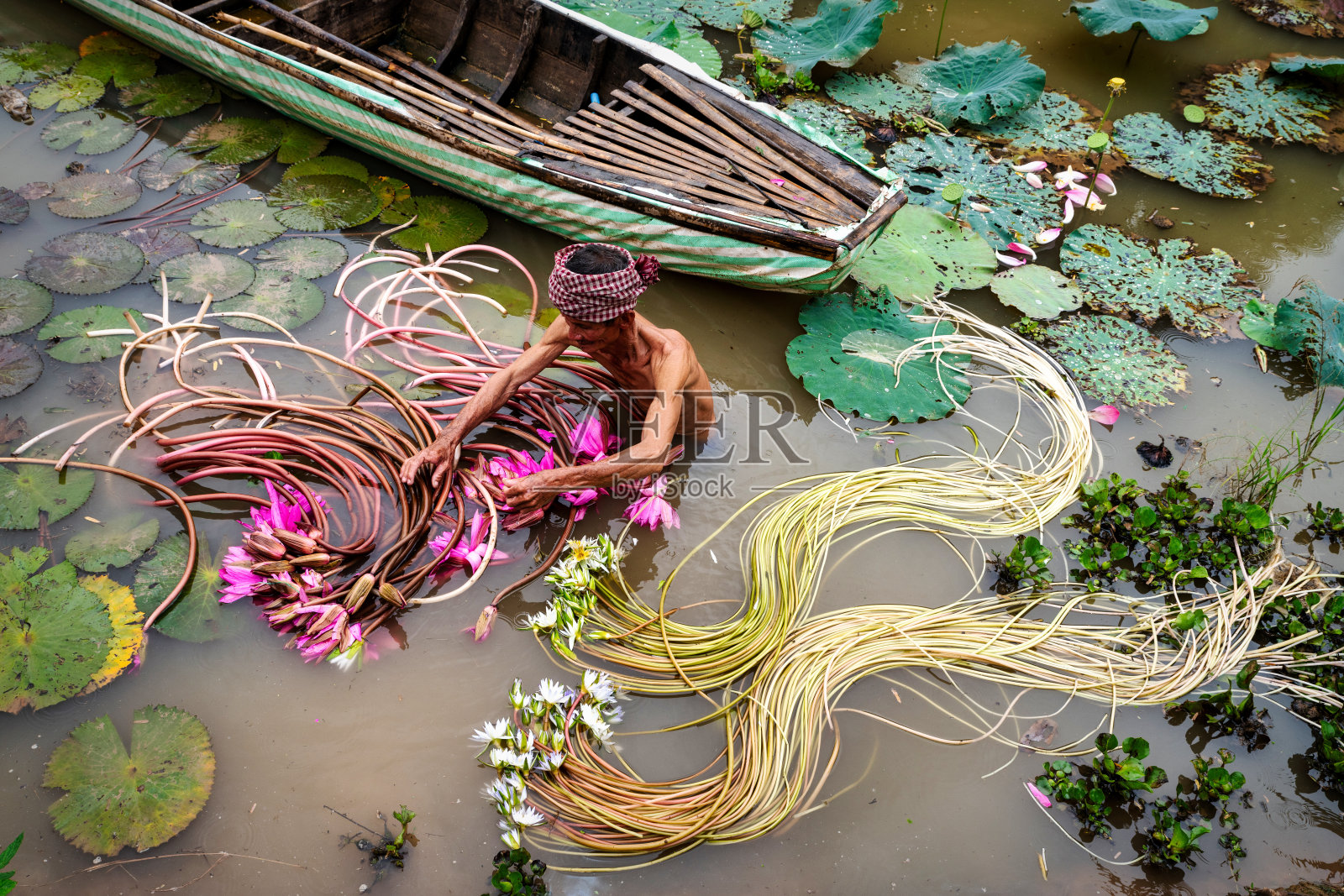 越南老汉拾起美丽的粉红莲花在一个富,一个江省,越南,文化和生活观念照片摄影图片