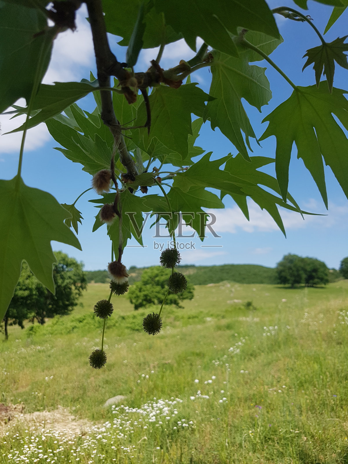 树上挂着的水果照片摄影图片