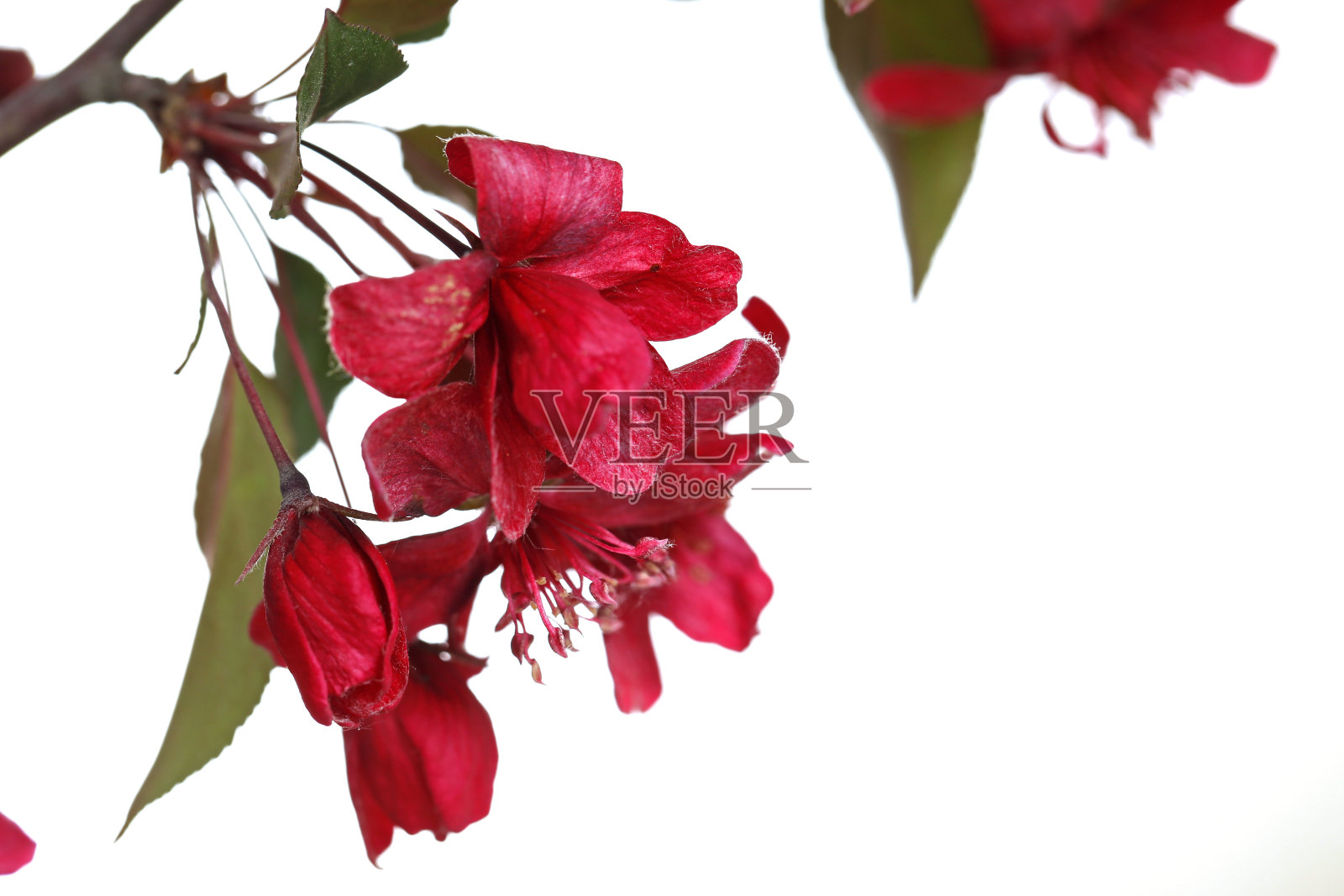 海棠花盛开照片摄影图片