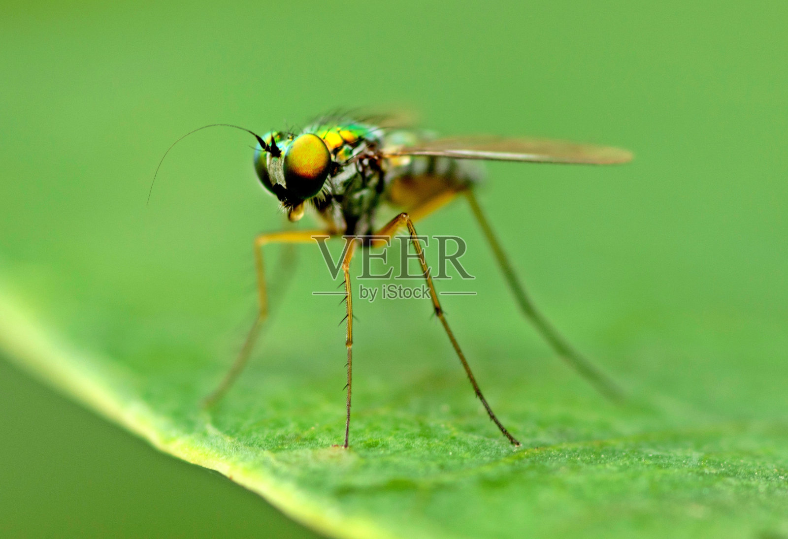 果蝇在绿叶上的动物行为。照片摄影图片