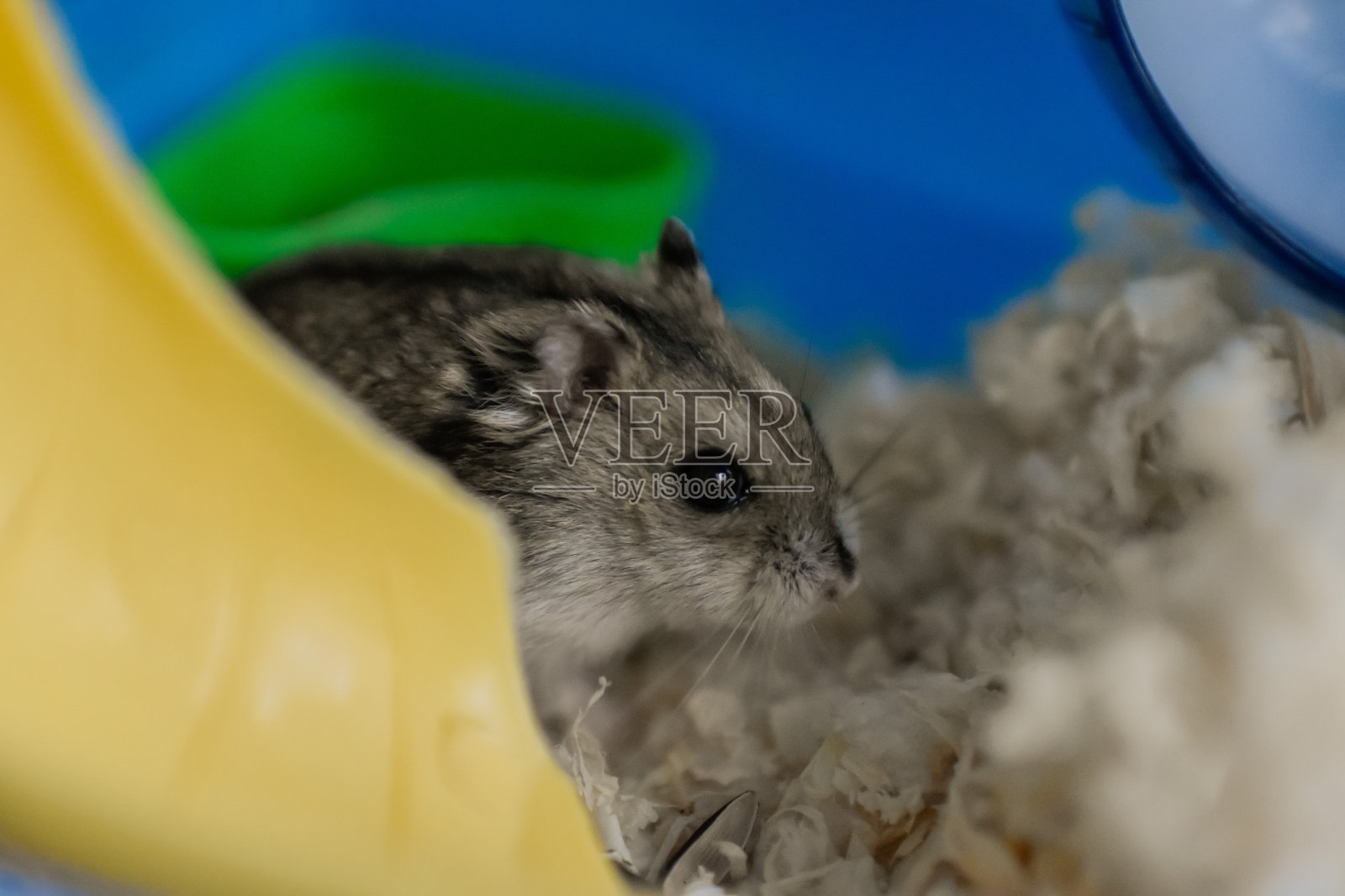 仓鼠的笼子里照片摄影图片