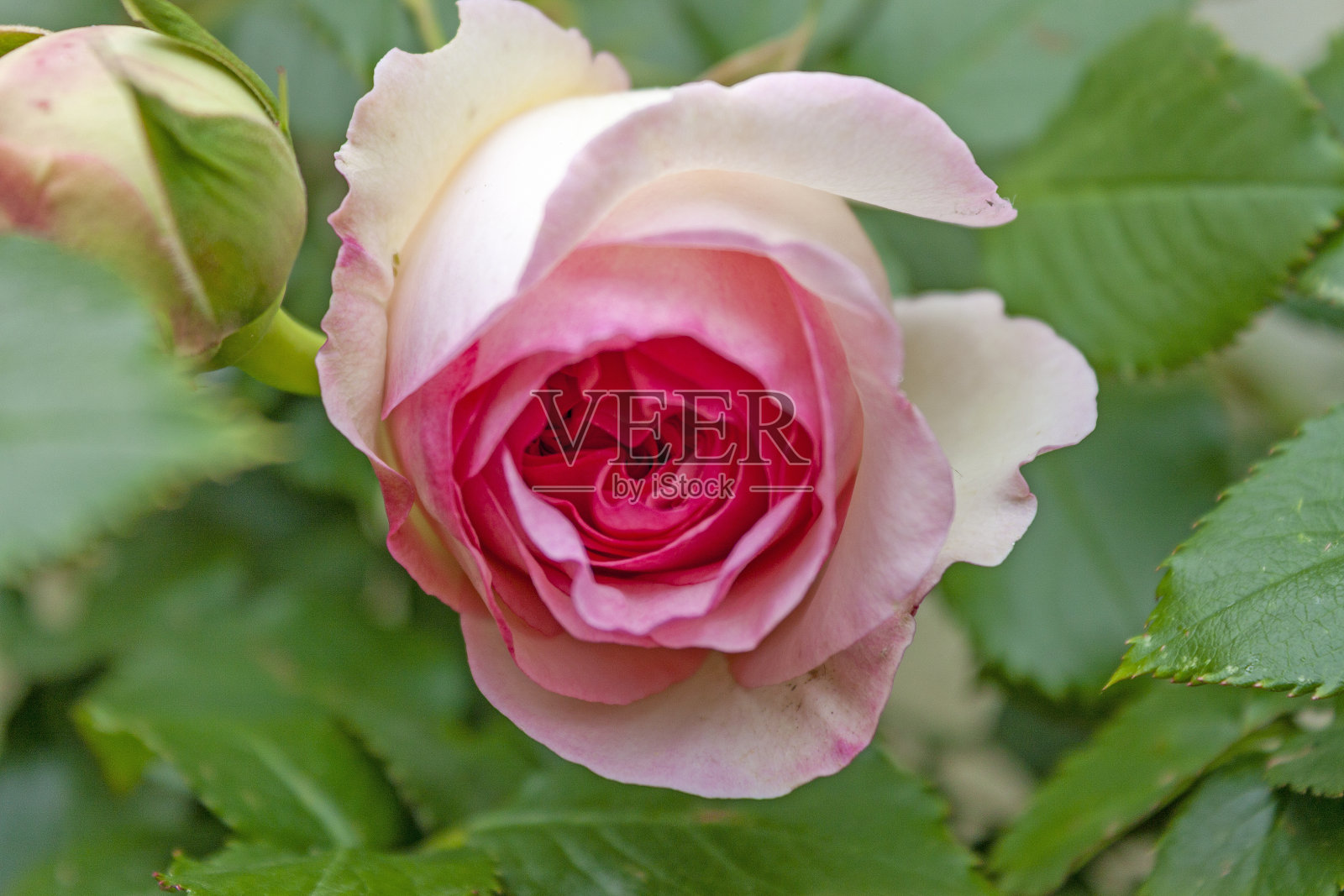 一朵盛开的玫瑰“皮埃尔·德·朗萨尔”。照片摄影图片