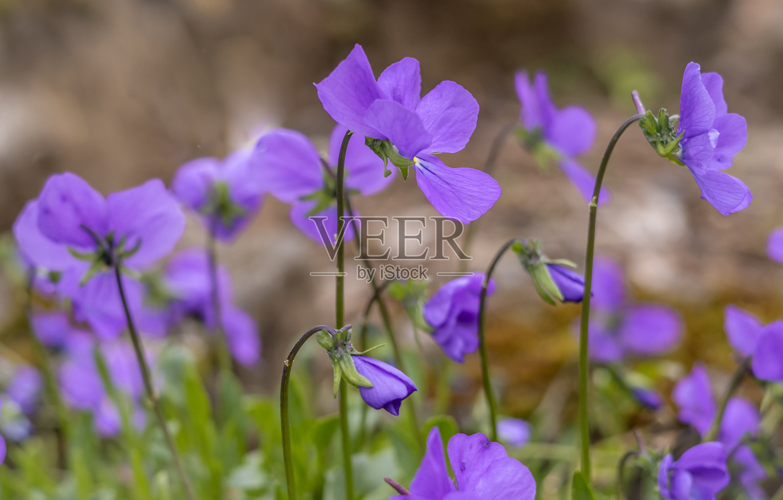 木紫紫色的花在春天盛开。照片摄影图片