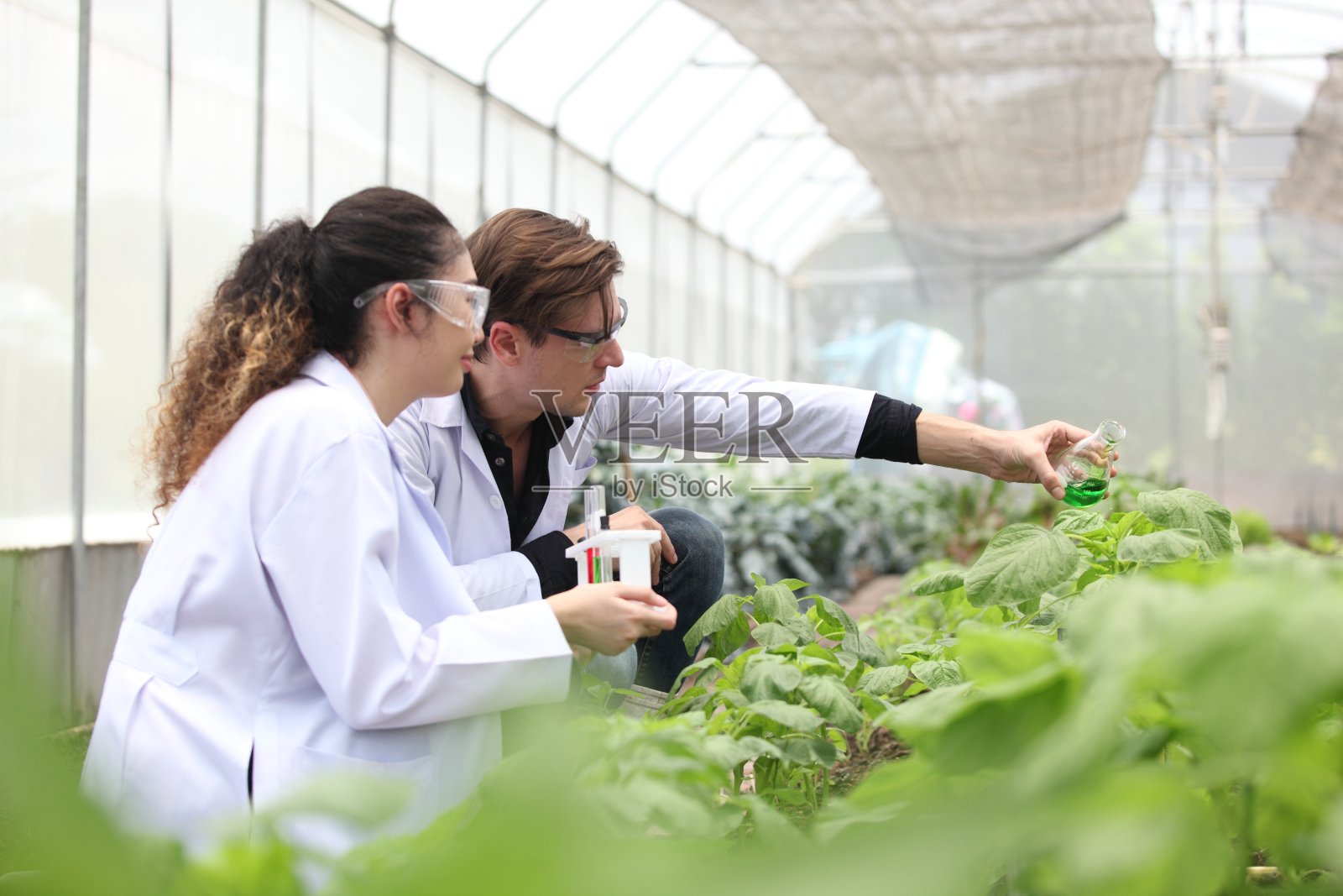 农业工程师用平板电脑测试植物健康并分析数据。生物技术工程师检查植物叶片疾病照片摄影图片