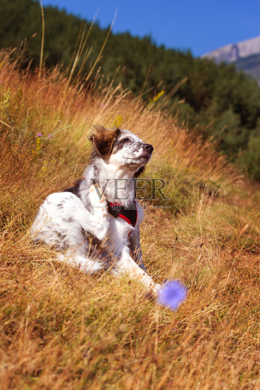 小狗狗在户外用爪子抓照片摄影图片