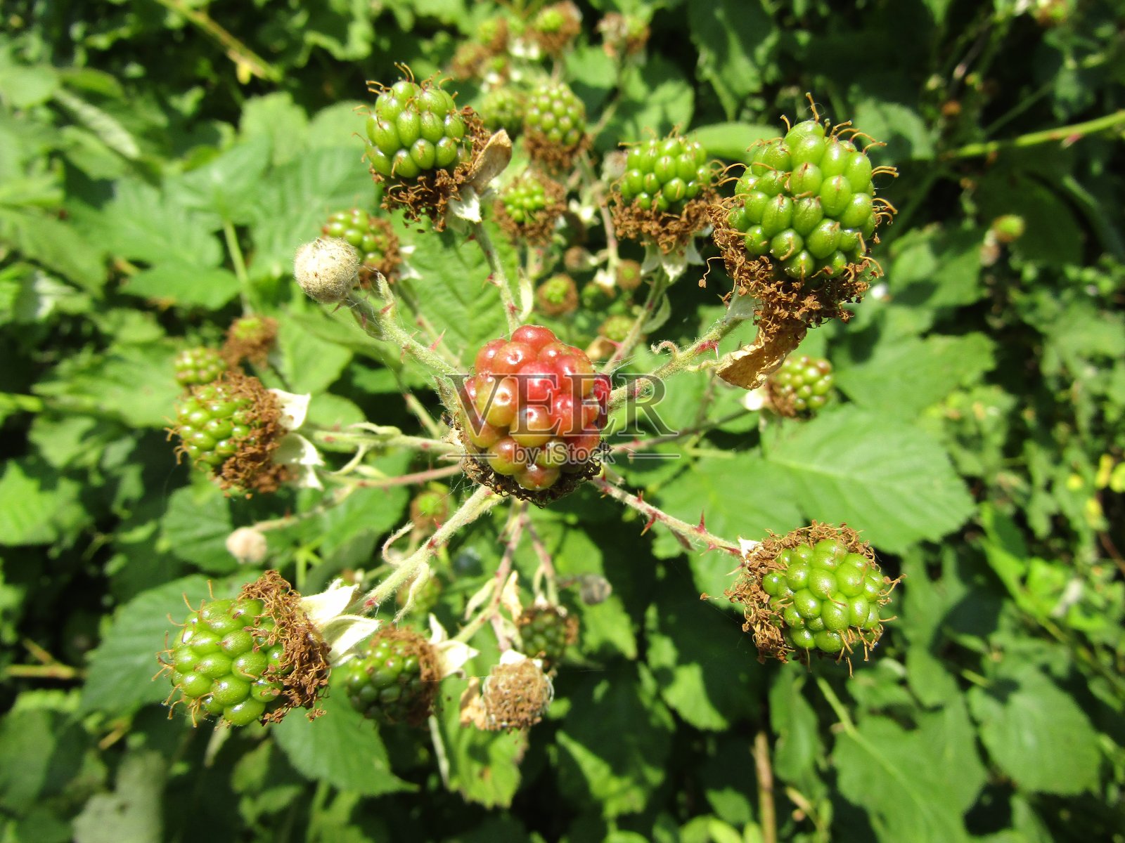成熟Blackeberry照片摄影图片