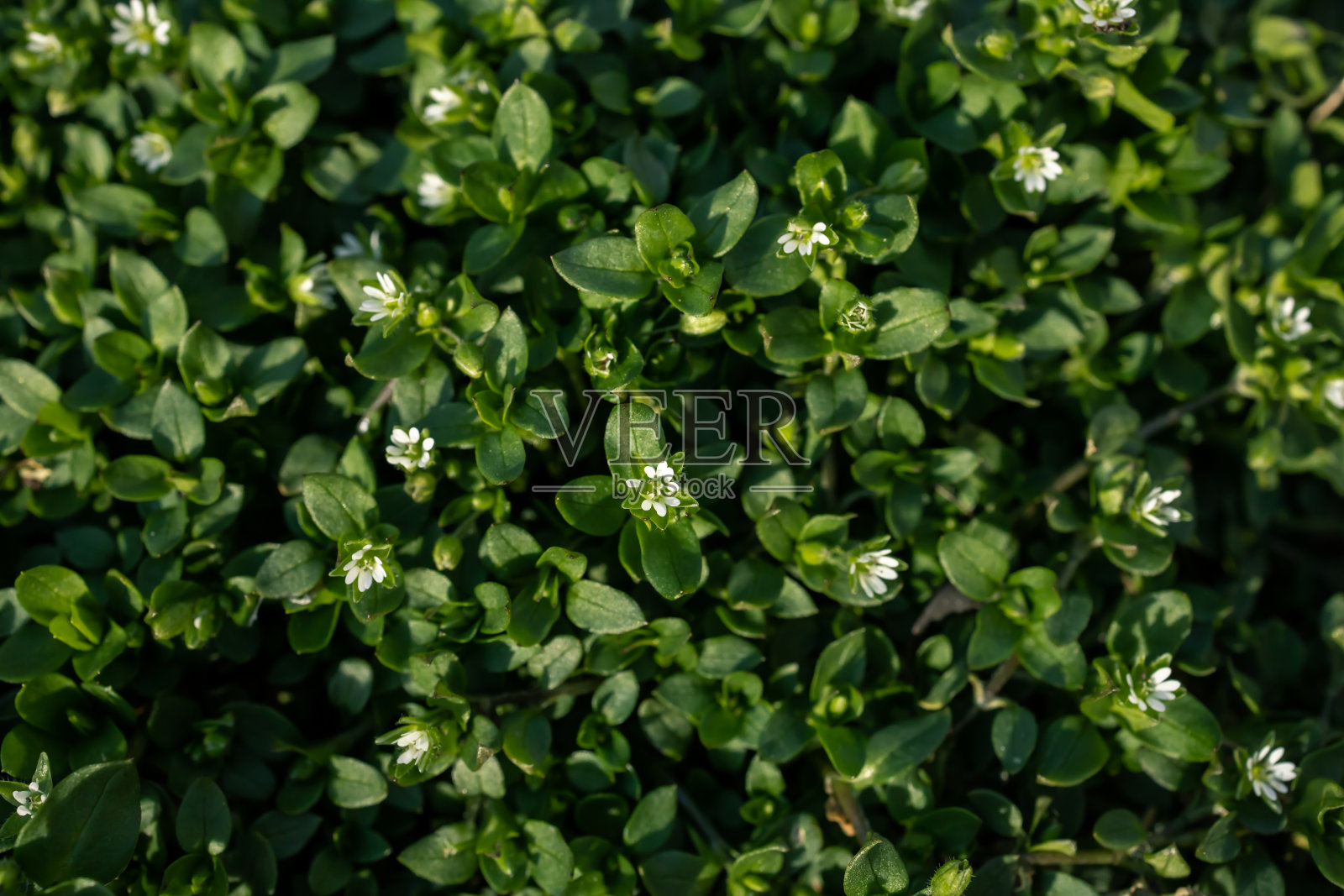 繁缕照片摄影图片