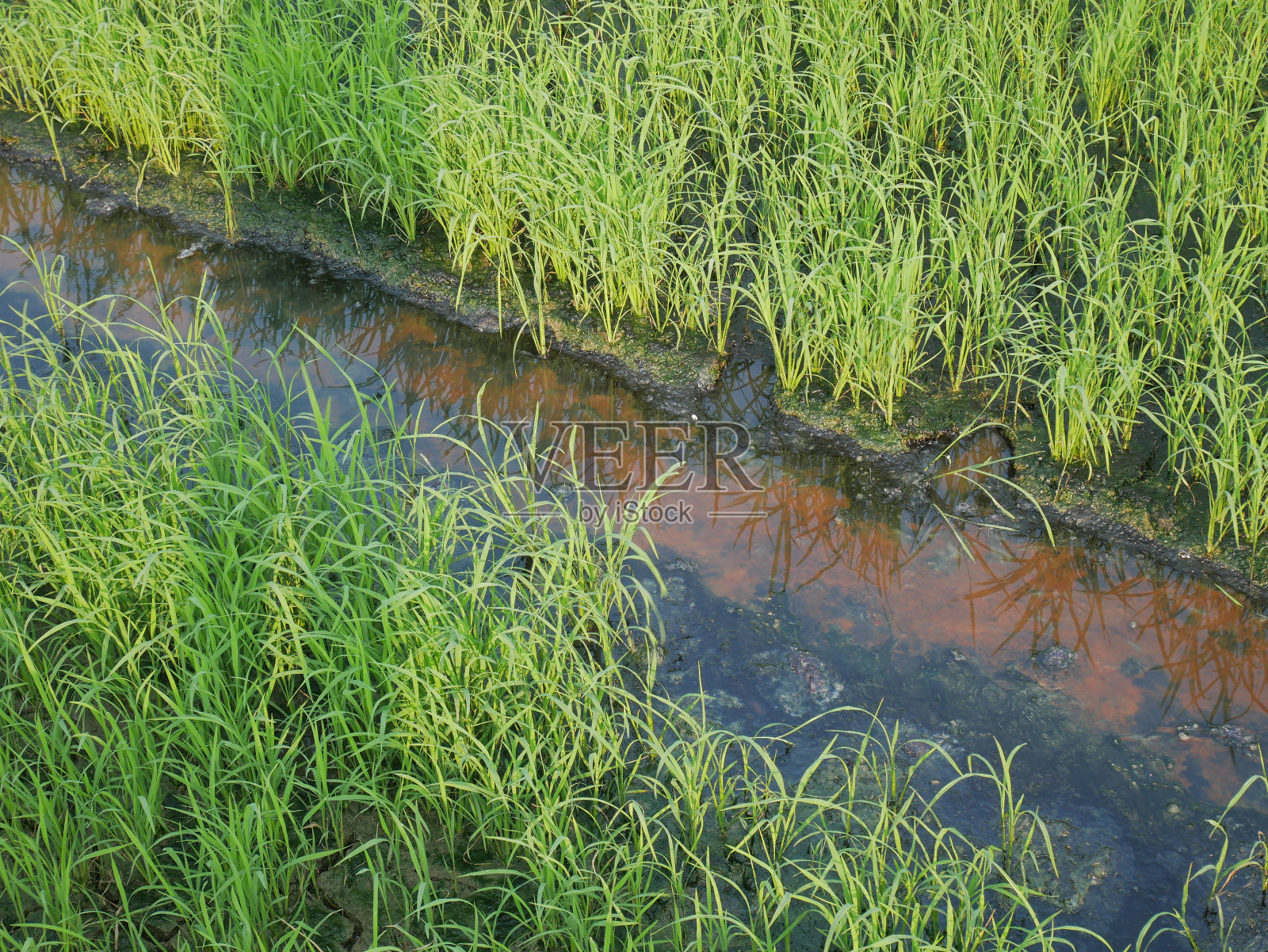 水污染照片摄影图片