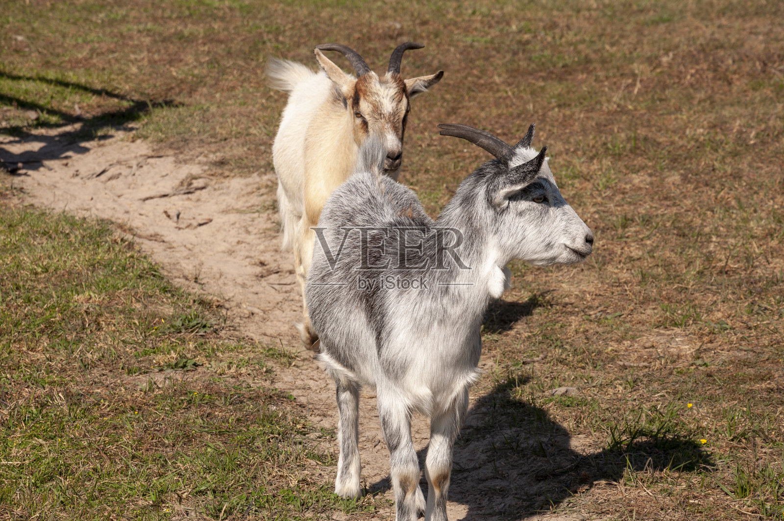 山羊在树上吃树叶——农场放牧,家畜照料。温暖的夏天和省份艰苦的农业工作照片摄影图片