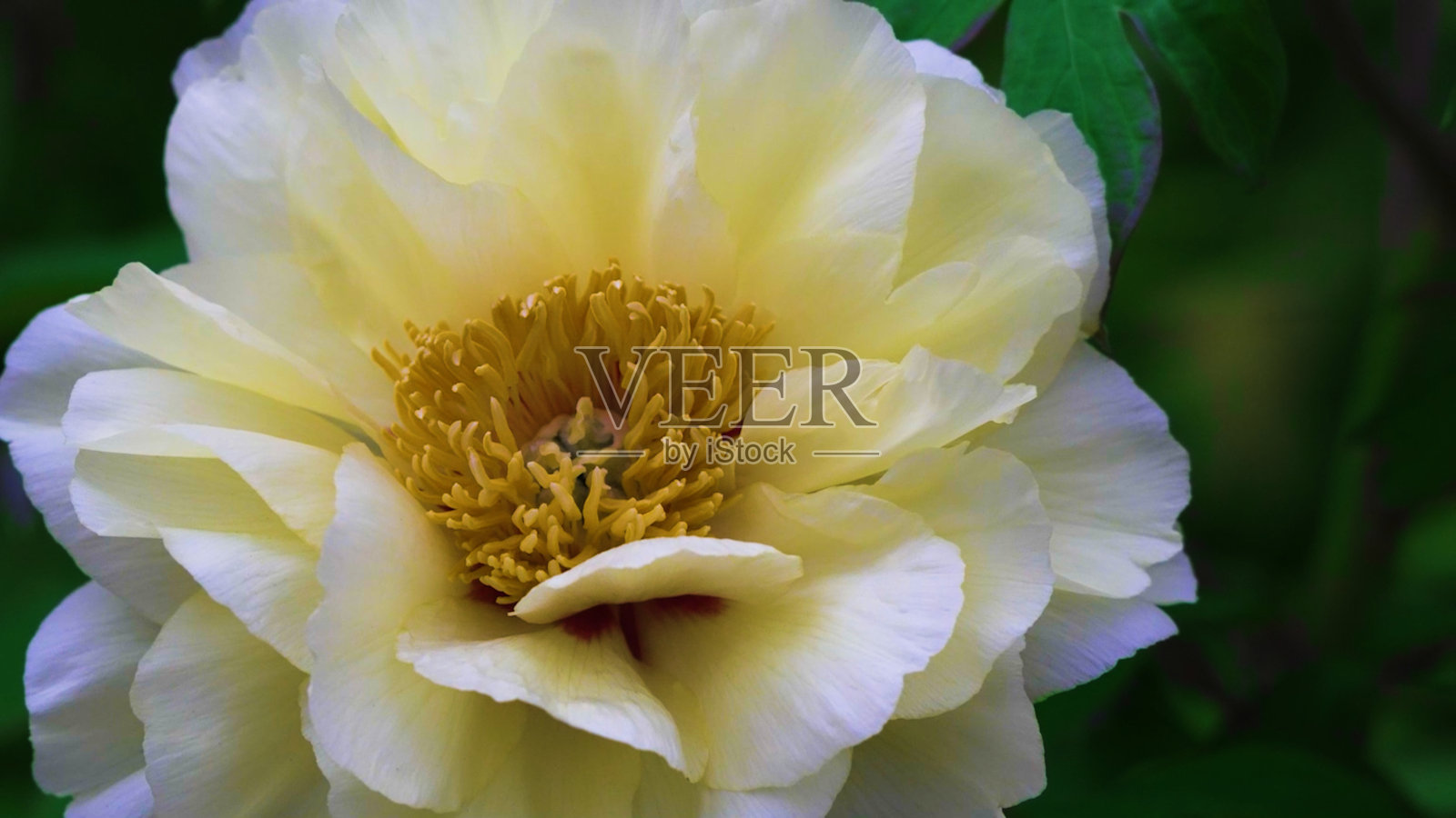 牡丹花一种盛开的牡丹(牡丹花),花瓣白色,雄蕊黄色照片摄影图片