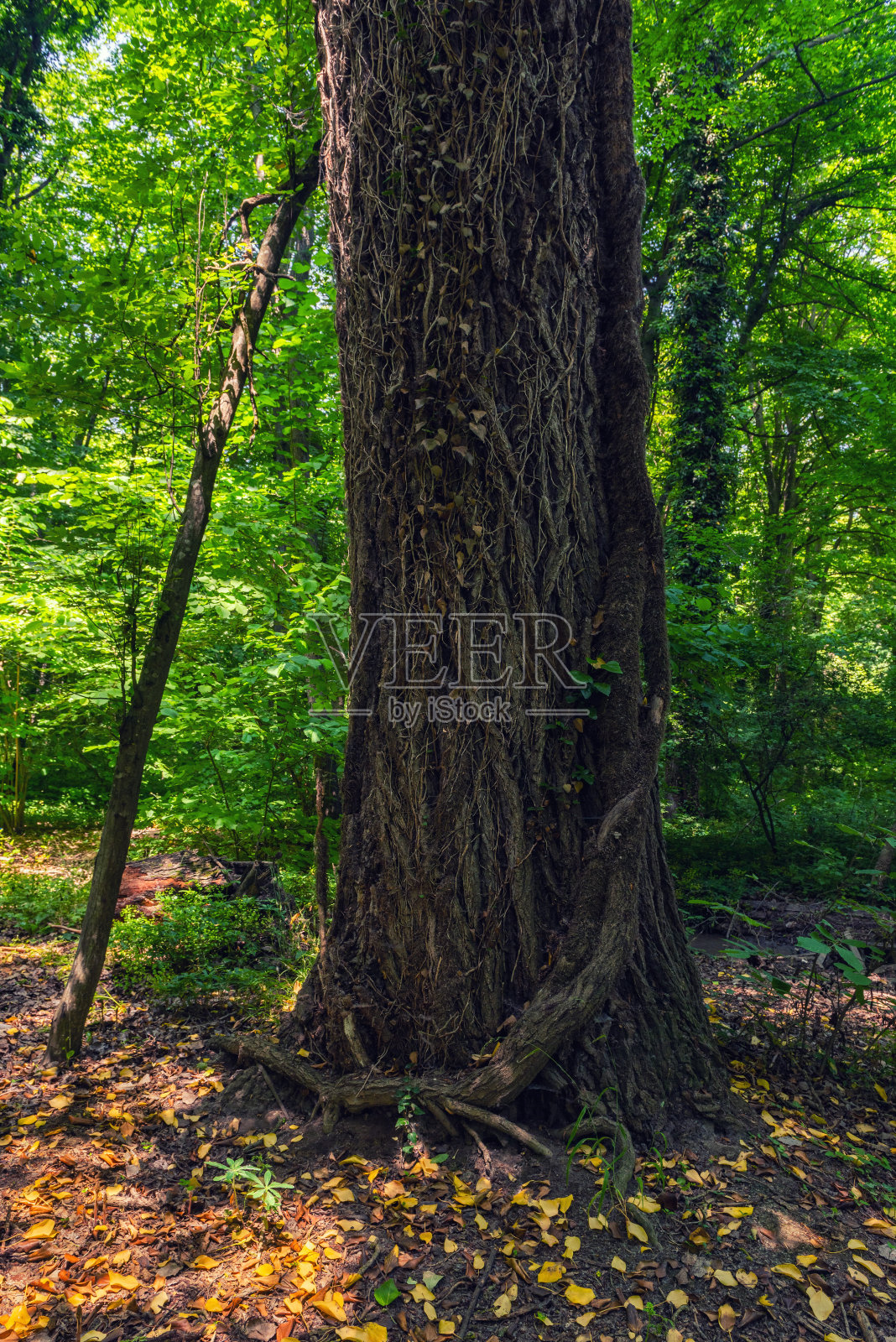 多年生老树的粗树干照片摄影图片