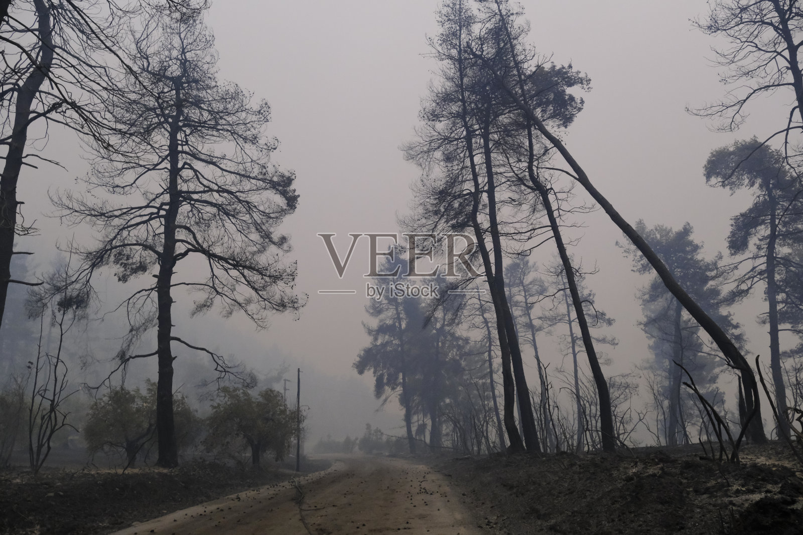 埃维亚岛上的一片烧焦的森林和橄榄树,照片摄影图片