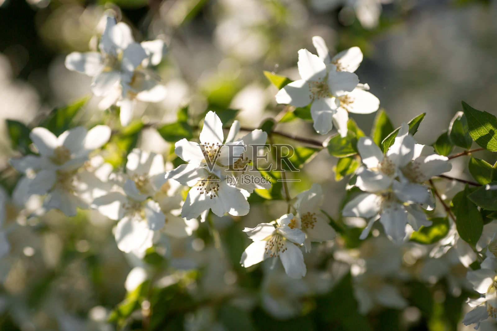 一个盛开的白色茉莉的特写。日落时的花和花蕾。绿色的自然背景。美丽的散景。文本空间的副本。照片摄影图片