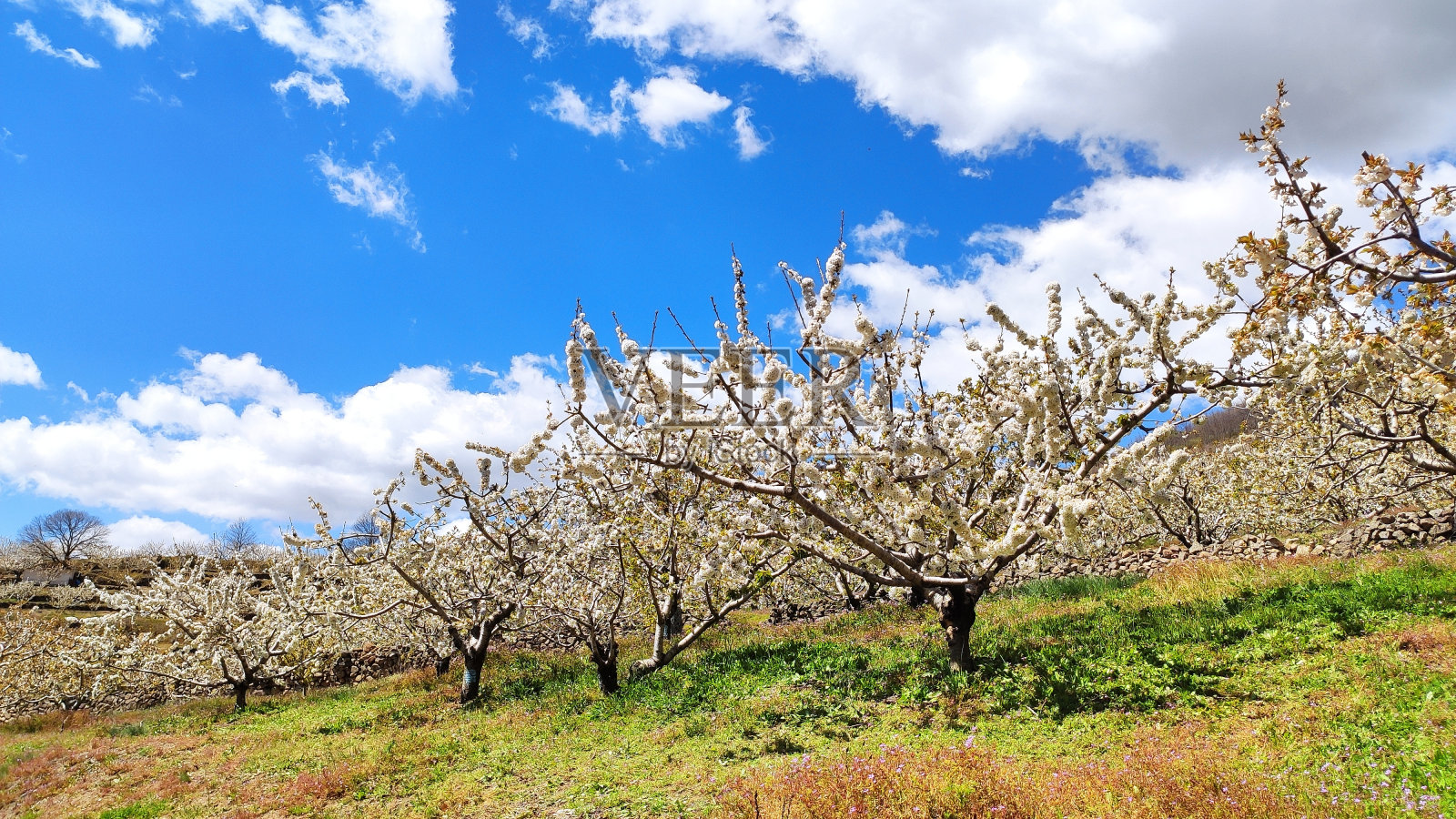 西班牙埃斯特雷马杜拉Cáceres省,Tornavacas村附近,El Jerte山谷的樱花盛开照片摄影图片