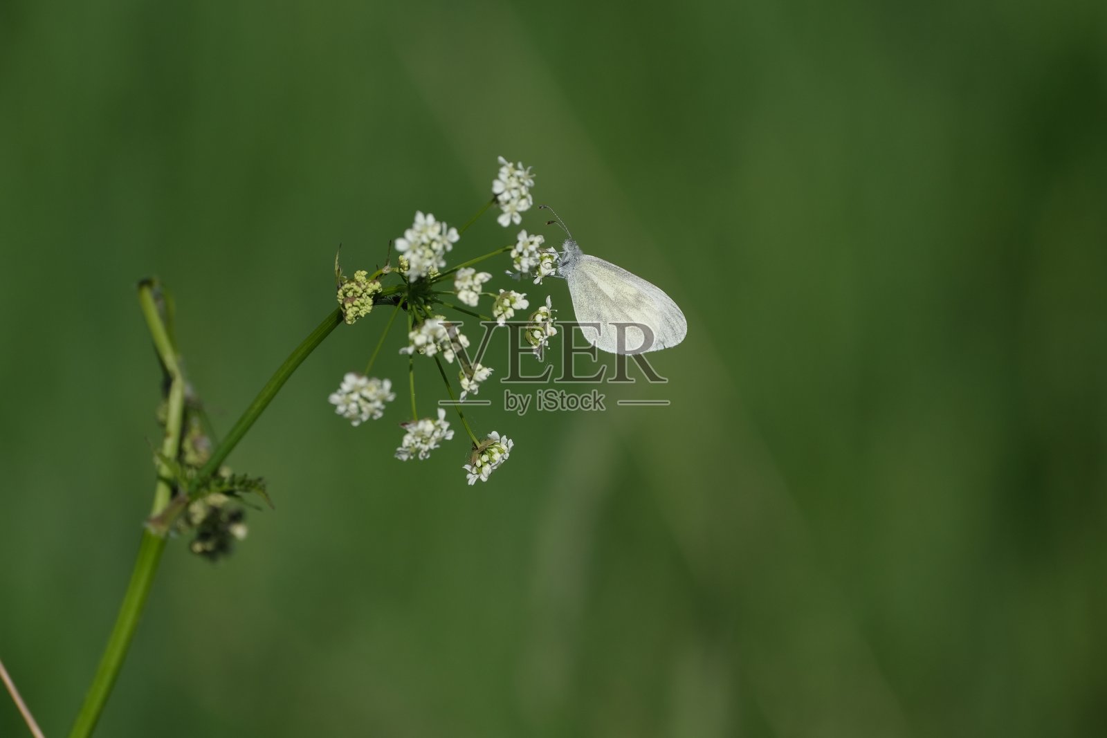 野生胡萝卜上的木白蝴蝶照片摄影图片
