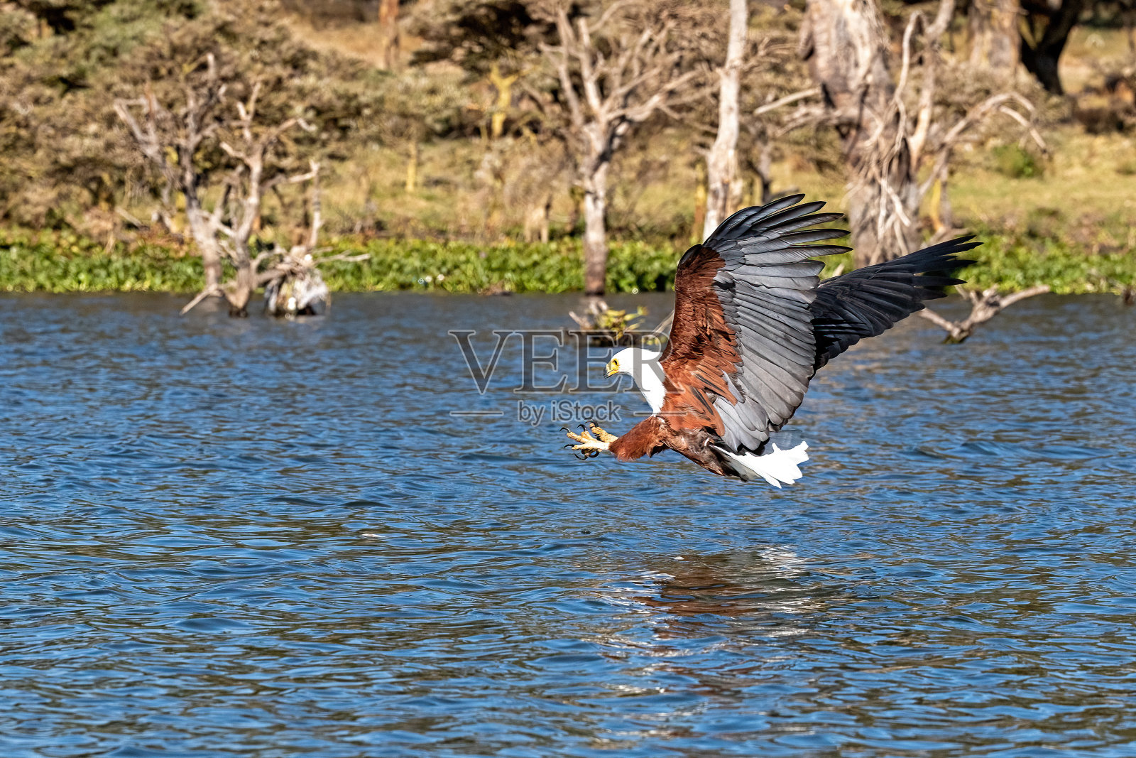 肯尼亚奈瓦沙湖水面上,一只名叫海鹰的鱼正准备抓一条鱼。照片摄影图片