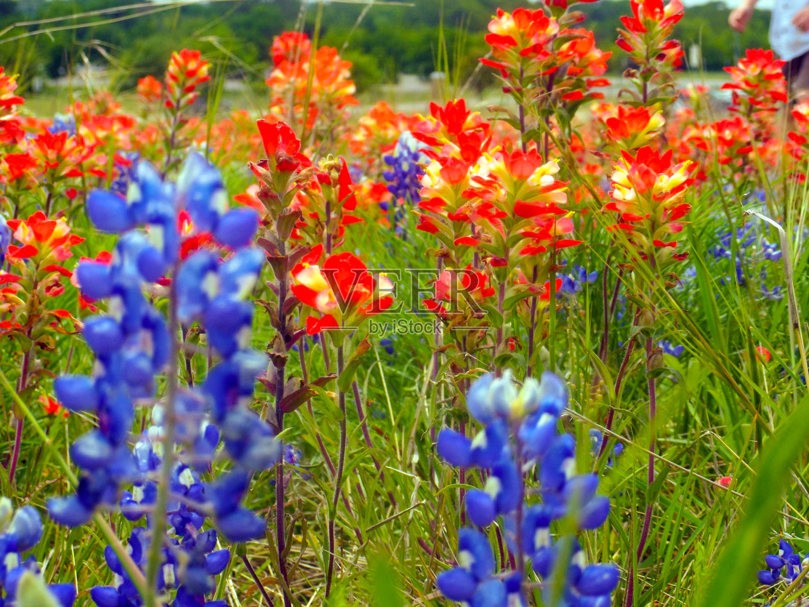 矢车菊和印第安画笔照片摄影图片