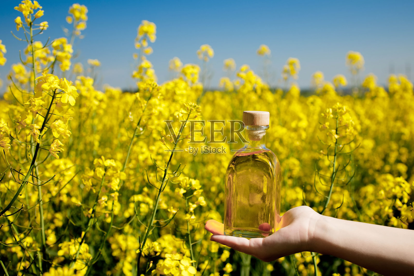 菜籽油放在一只透明的玻璃瓶中,背景是菜籽田照片摄影图片