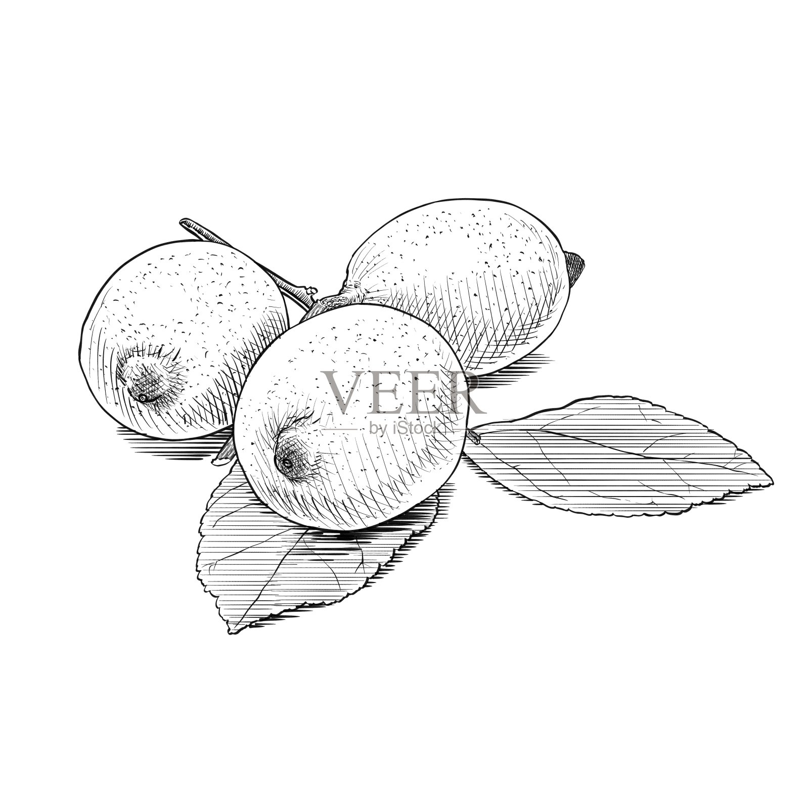 插图的分支有三个柠檬在黑色和白色插画图片素材