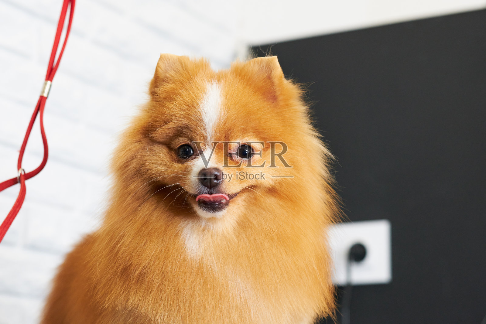 红色博美犬的肖像理发后,特写照片摄影图片