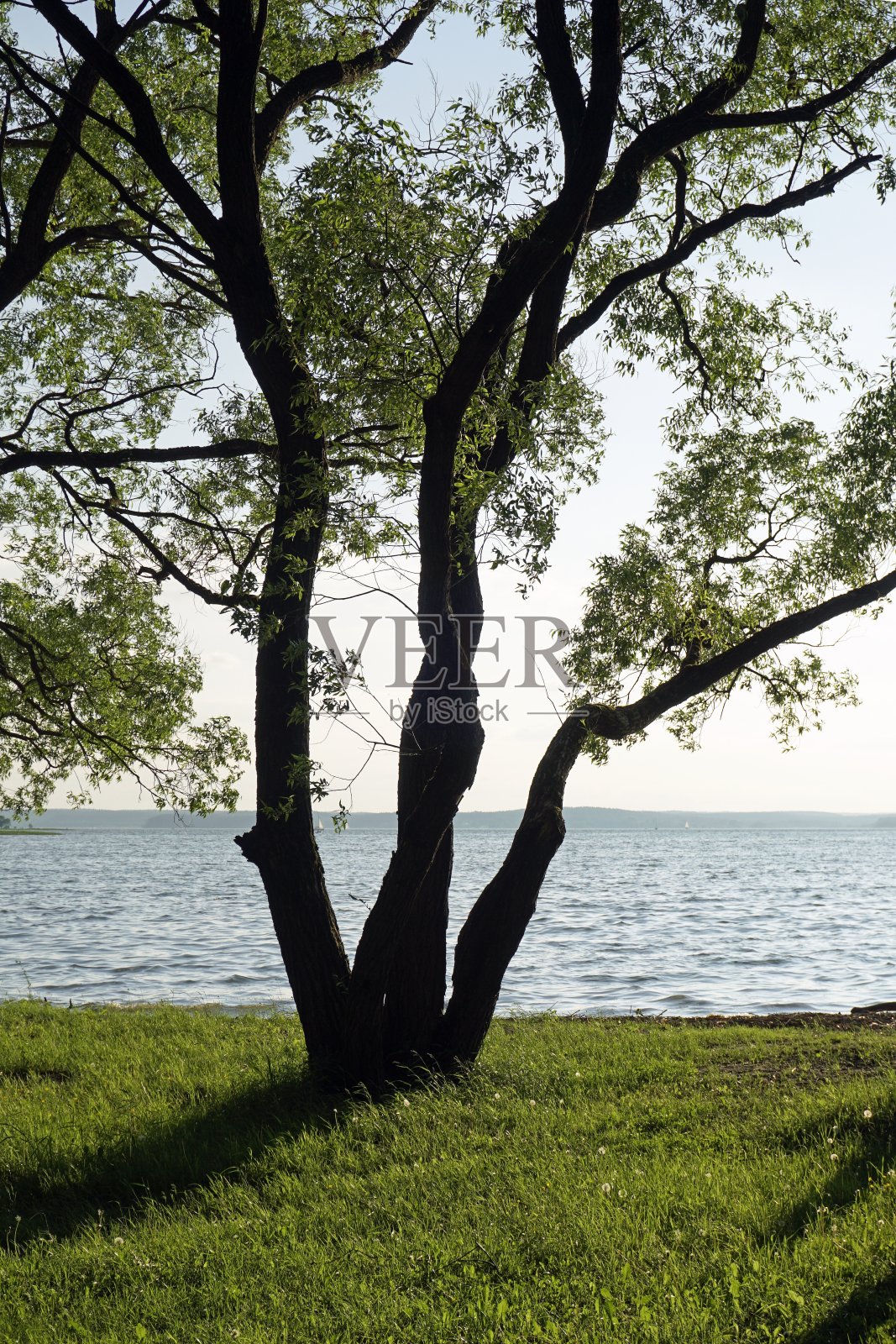 湖上的柳树。夏天的傍晚等待着日落。岸边长长的影子照片摄影图片