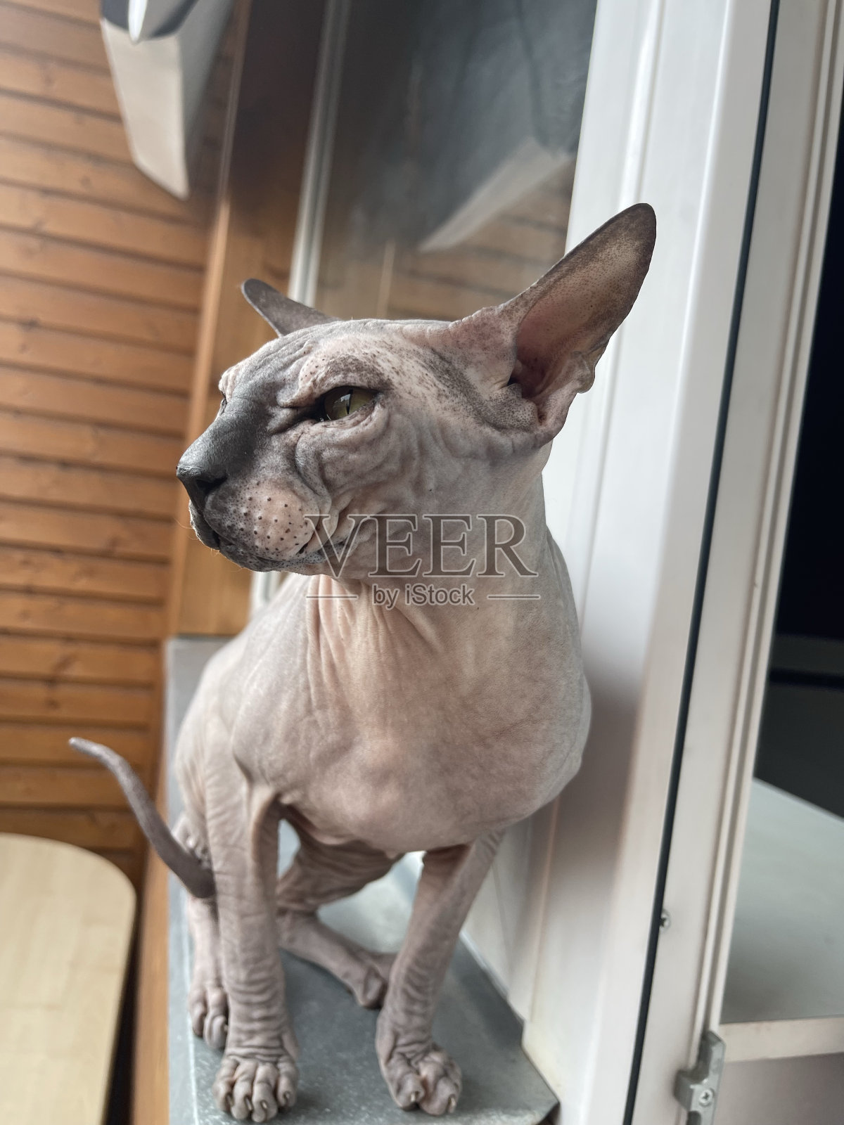 秃头斯芬克斯猫照片摄影图片