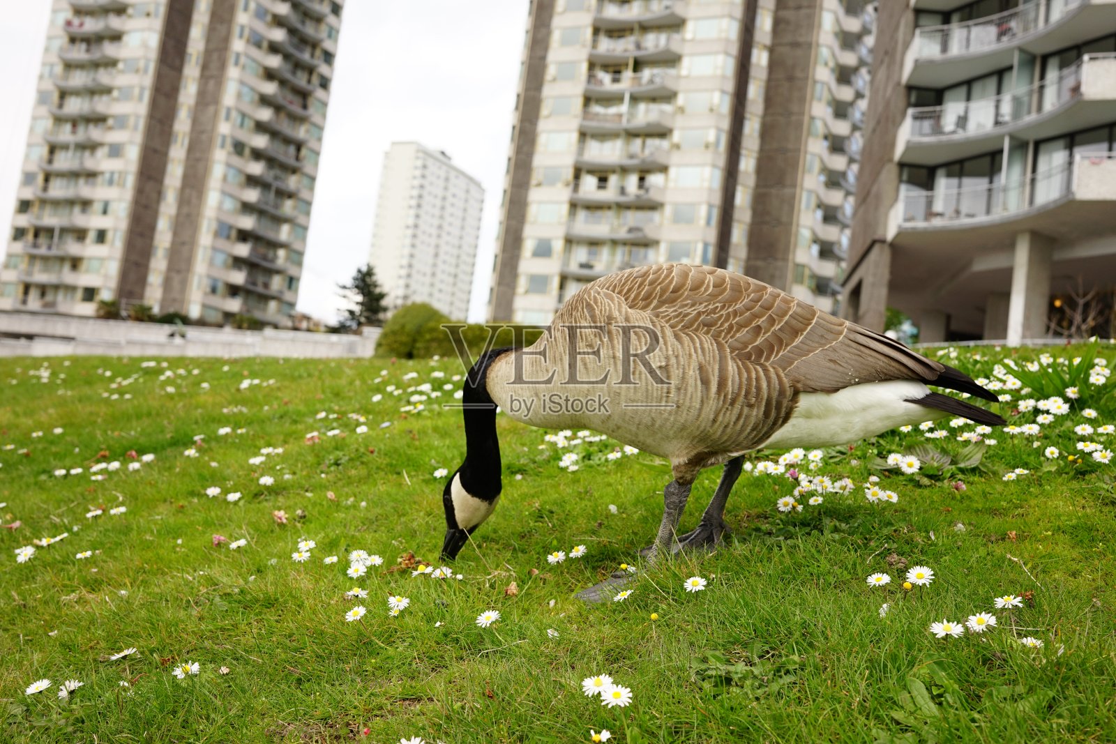 2022年春天加拿大鹅肖像照片摄影图片