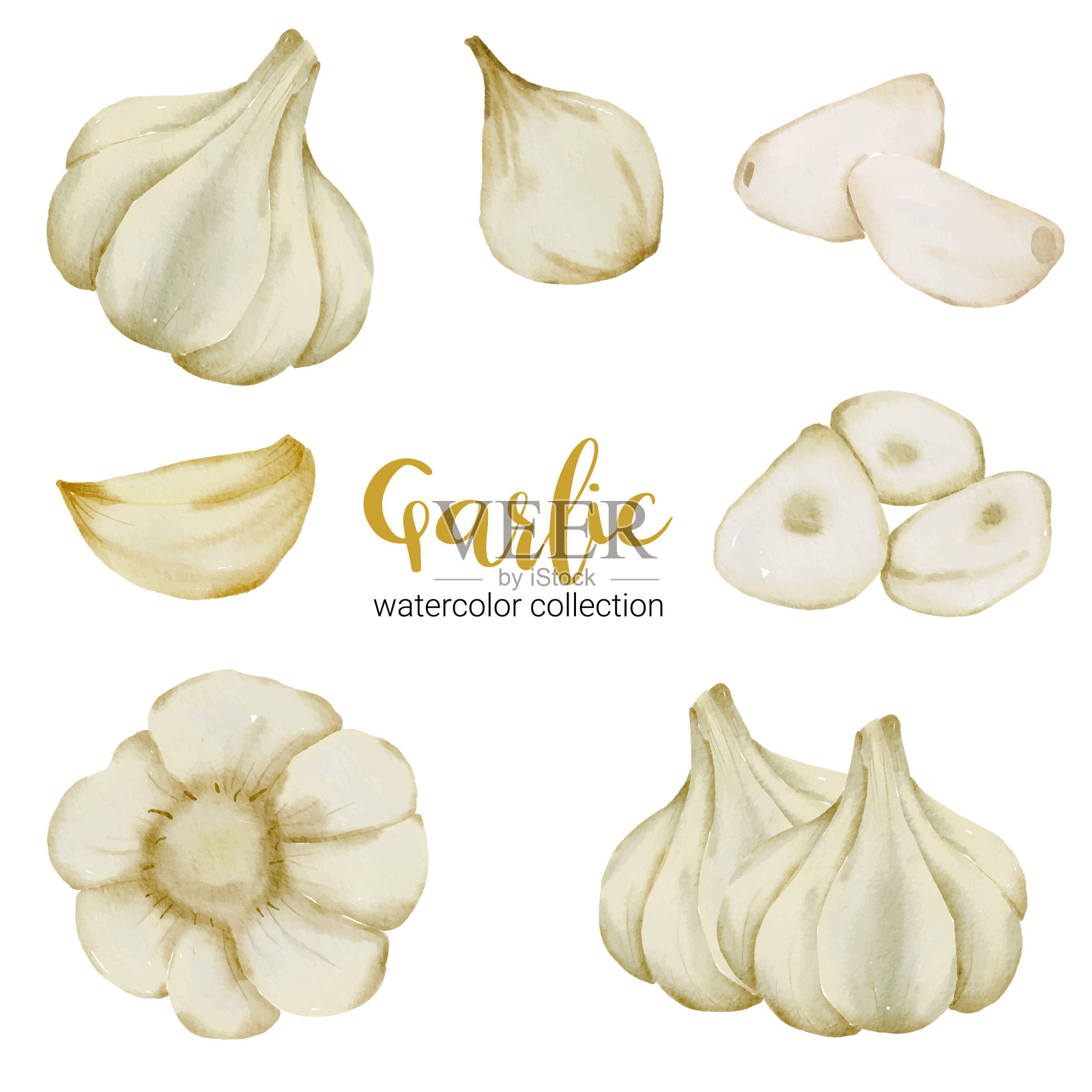 大蒜在水彩收集平面矢量在白色背景插画图片素材