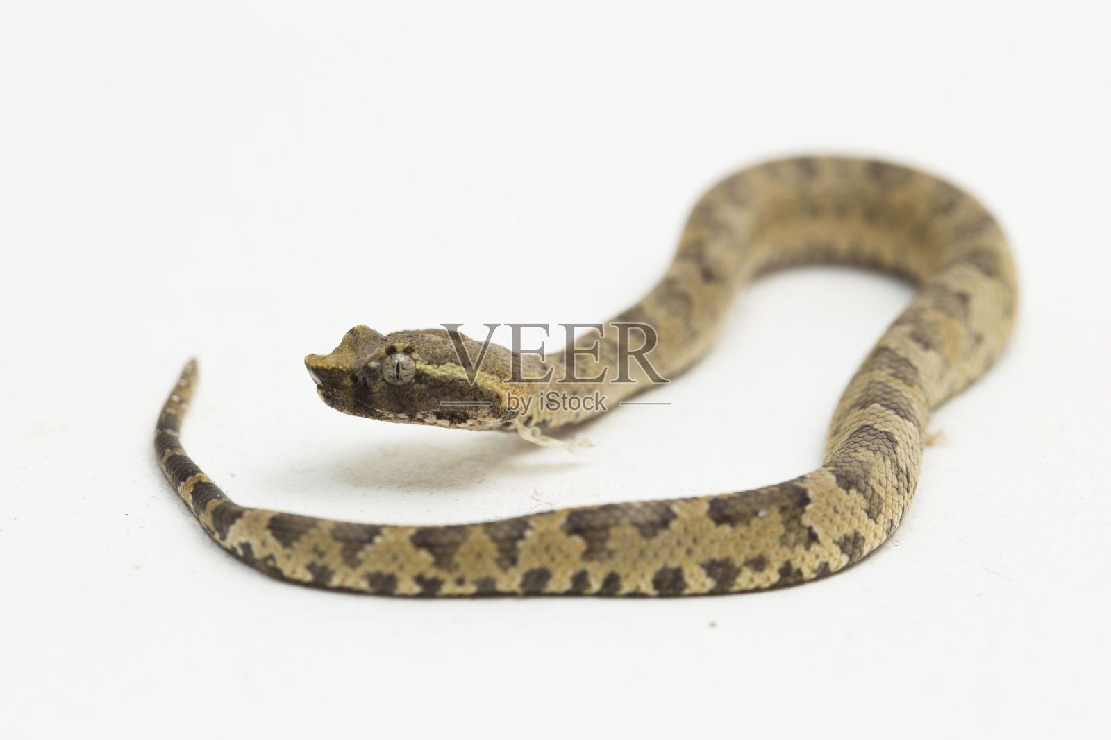 白底的扁鼻蝮蛇幼蛇照片摄影图片