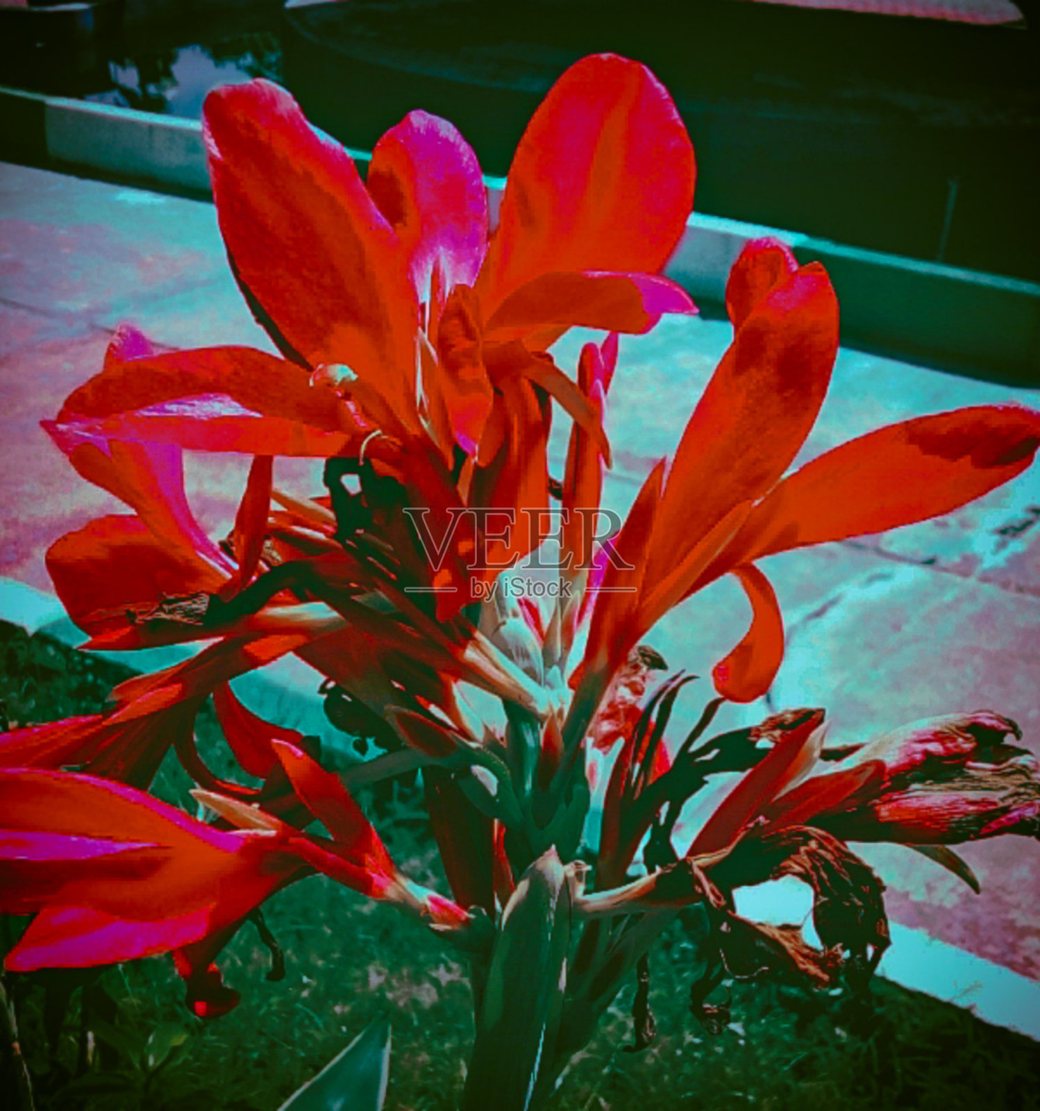 红色的花照片摄影图片