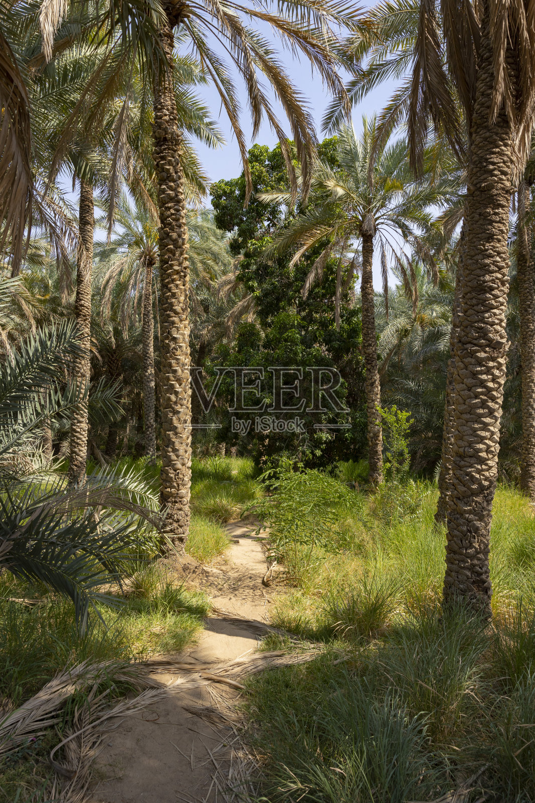 阿联酋阿布扎比艾恩绿洲的棕榈树照片摄影图片