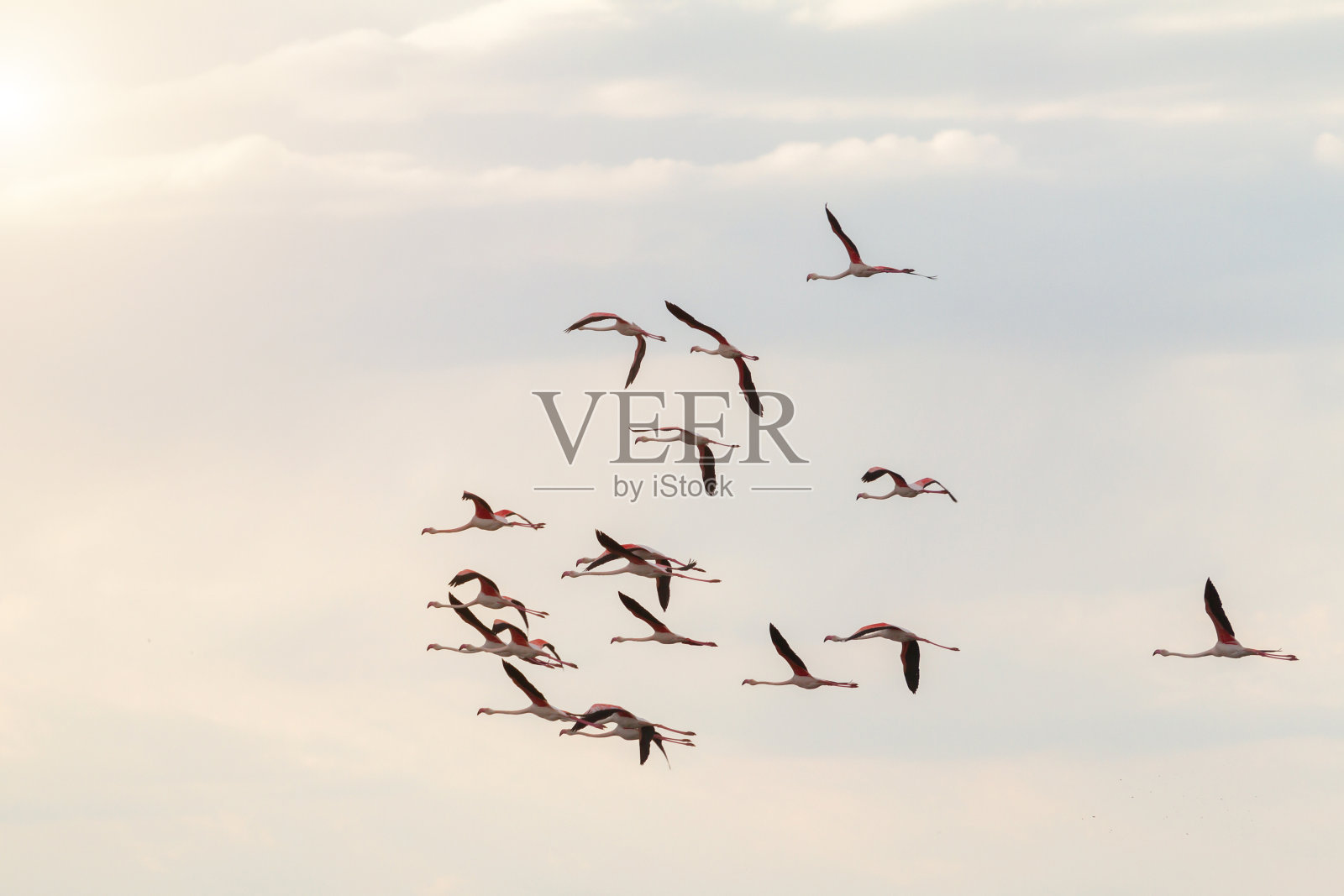 日落时分,一群火烈鸟飞过波河三角洲照片摄影图片