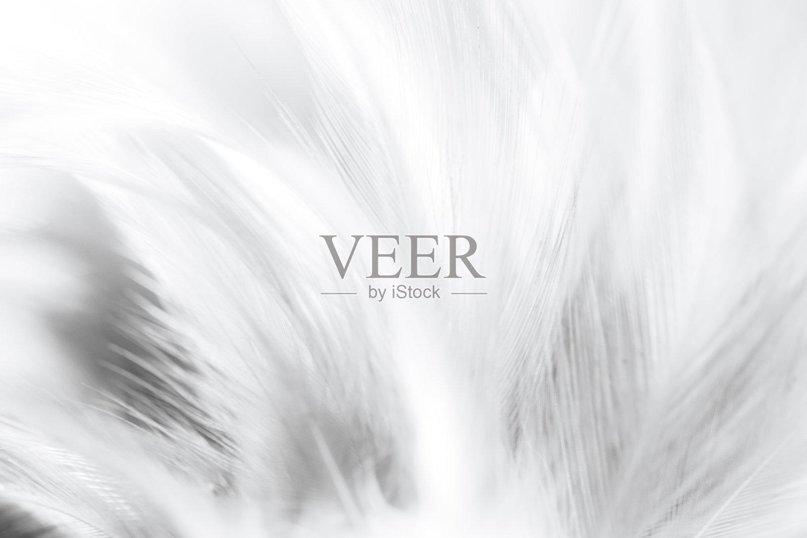 白色宏羽纹理,波西米亚波西米亚复古风格潮流色彩羽纹理背景照片摄影图片