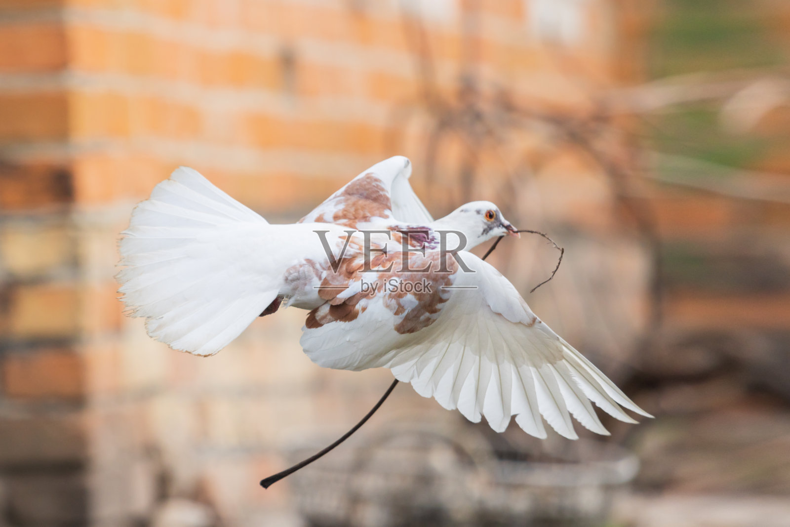 嘴里叼着树枝飞的白鸽照片摄影图片