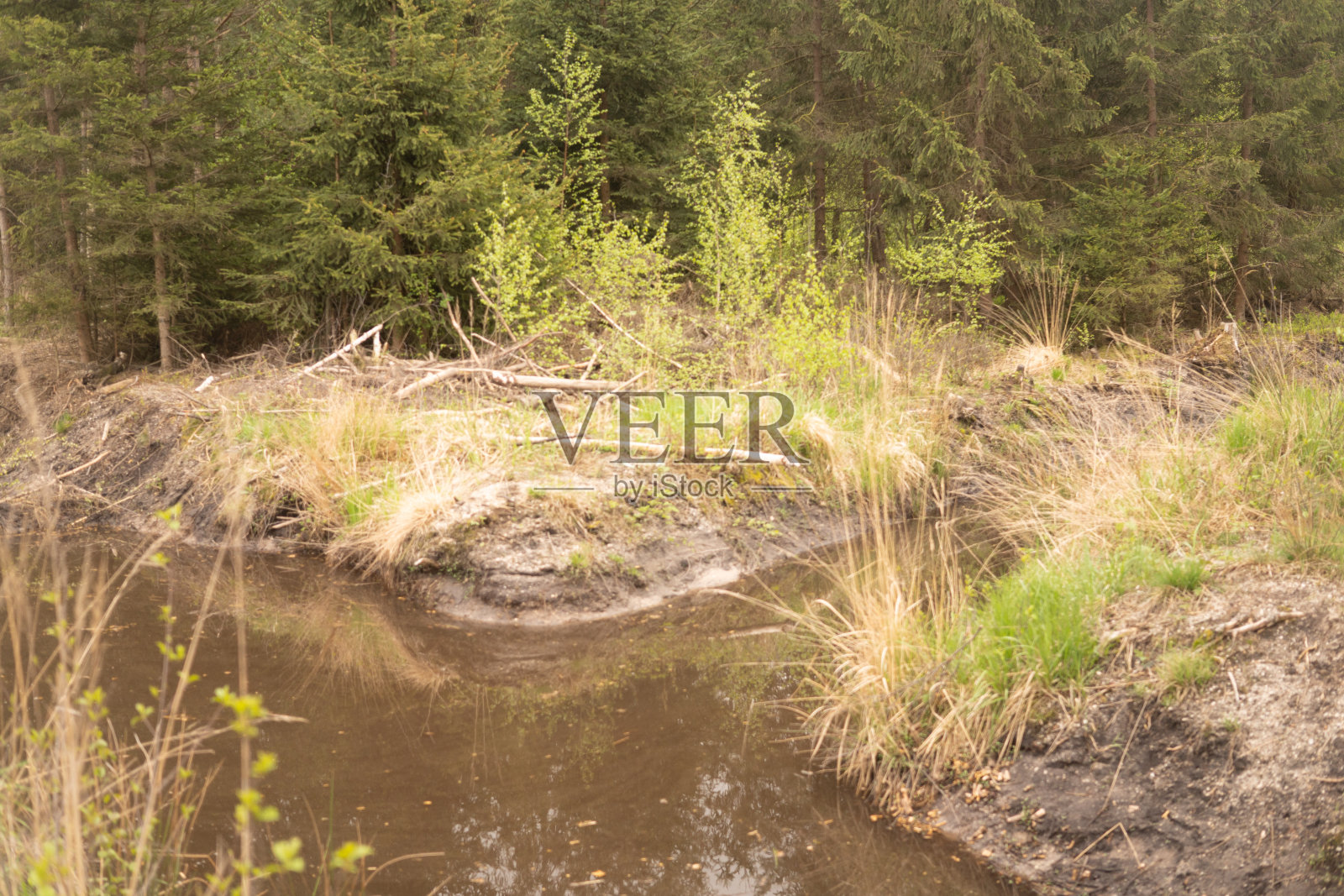 河狸在森林中筑坝蓄水照片摄影图片