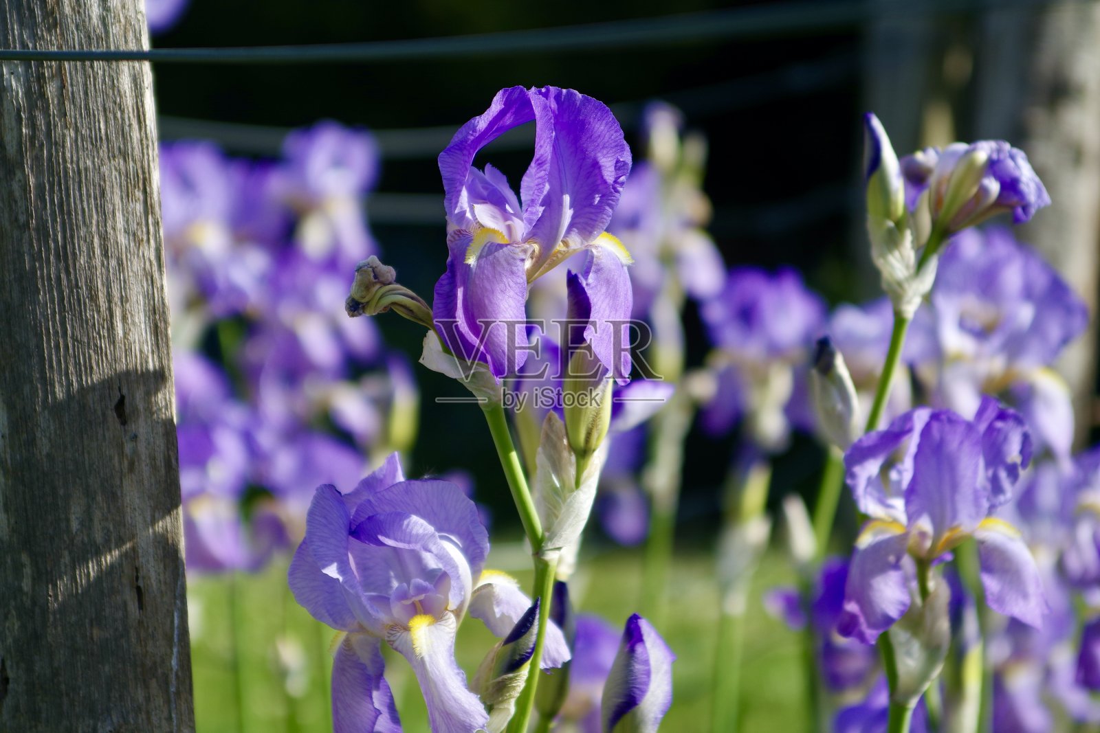 紫色的鸢尾花在春天开照片摄影图片