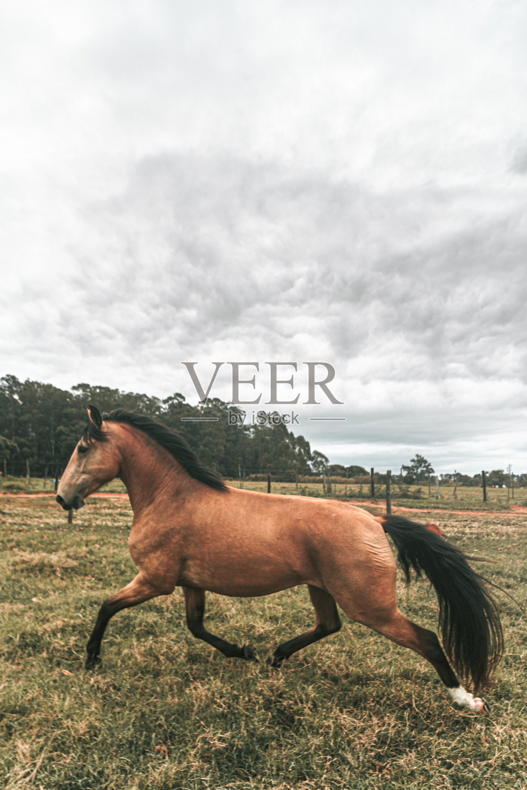 棕色优质赛马在农场与自然背景自由奔跑照片摄影图片