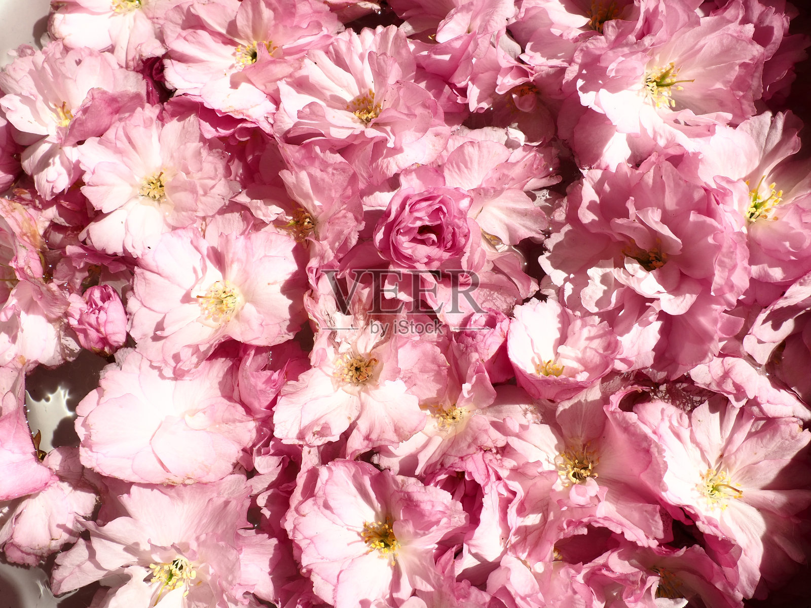 粉红色的花,樱花背景。花壁。软选择聚焦。节日的明信片。粉红色花瓣和黄色雄蕊。美丽的背景。花瓣的艺术。春天的樱花。李属serrulata照片摄影图片