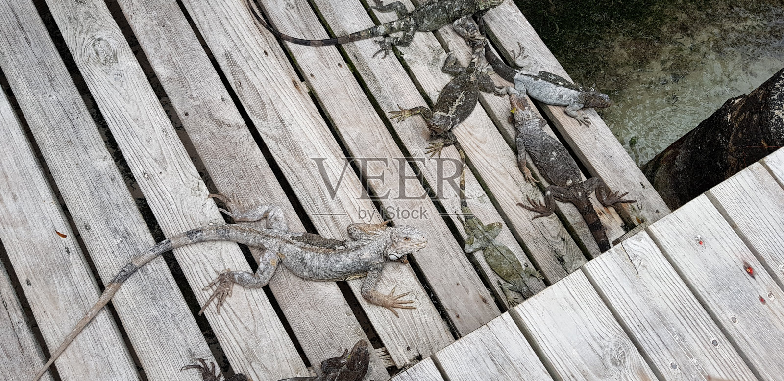 鬣蜥照片摄影图片