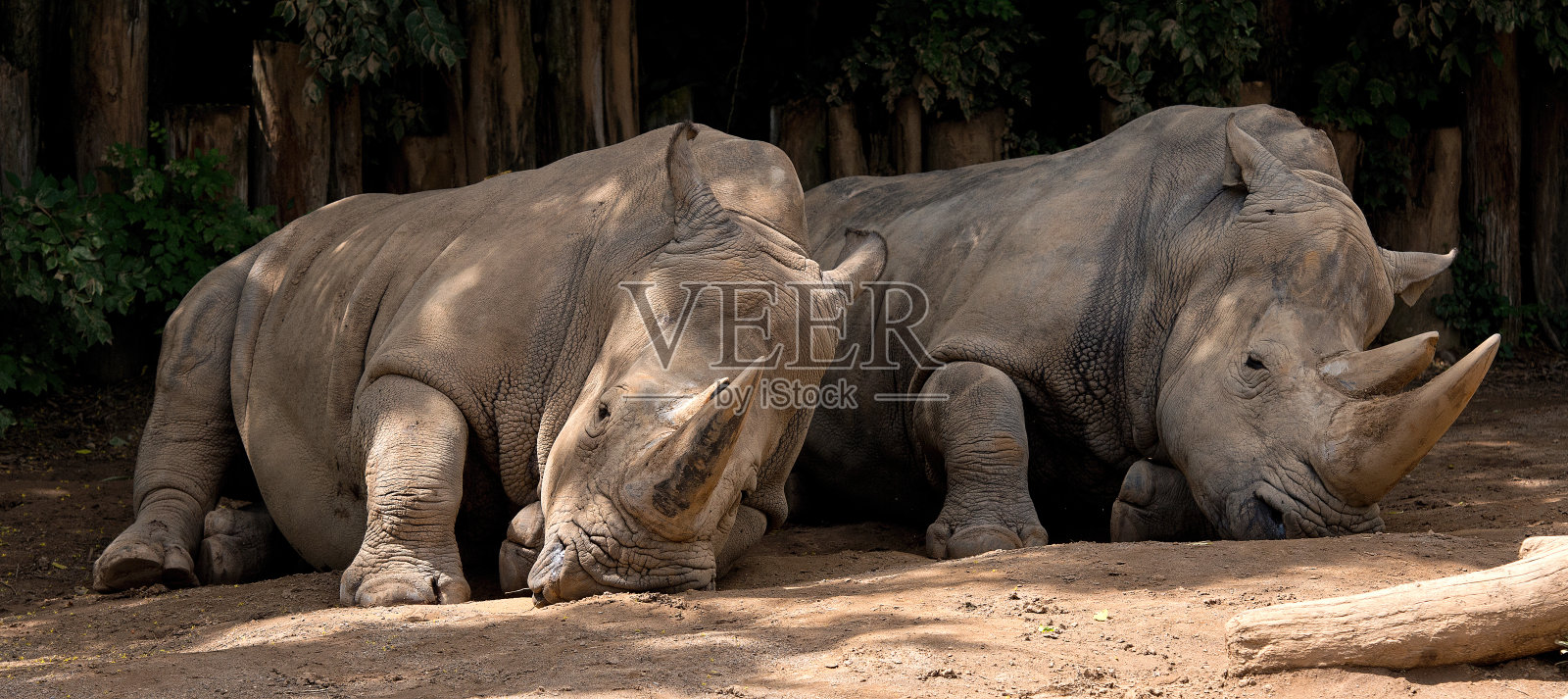 两个犀牛照片摄影图片