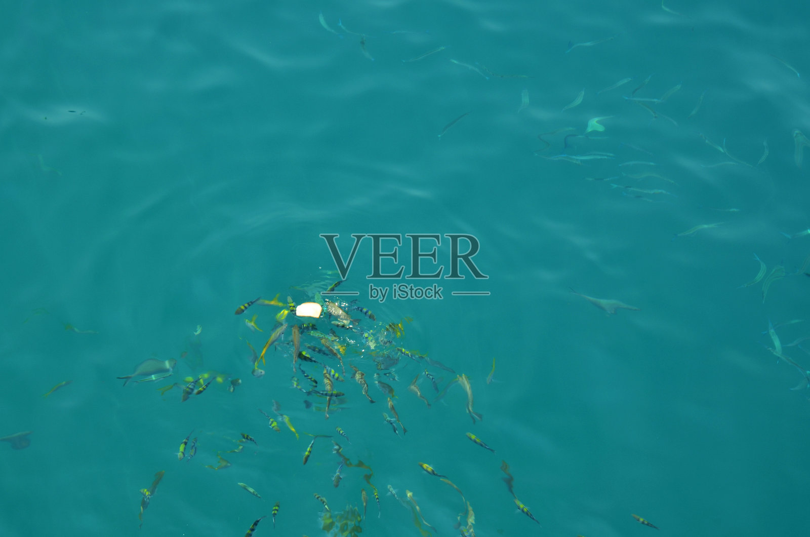 图为,正在吃泰国人和外国游客的食物的小丑鱼或海葵鱼和咸水海鱼。图为,在泰国达勒的泰国湾的昌岛,游客们在大海中喂鱼照片摄影图片