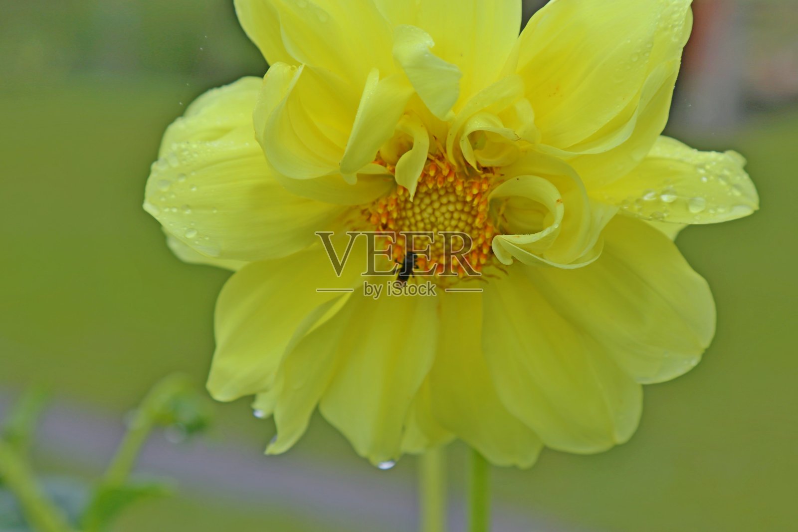 大丽花黄色,中心颜色较深,叶子为绿色。一只小蜜蜂栖息在花中心的雌蕊上。照片摄影图片