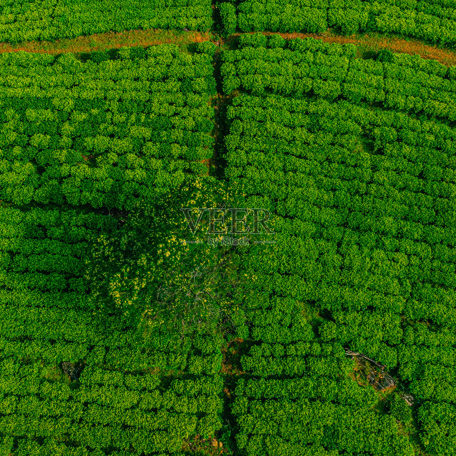 无人机拍摄的斯里兰卡努瓦拉埃利亚的茶园照片摄影图片