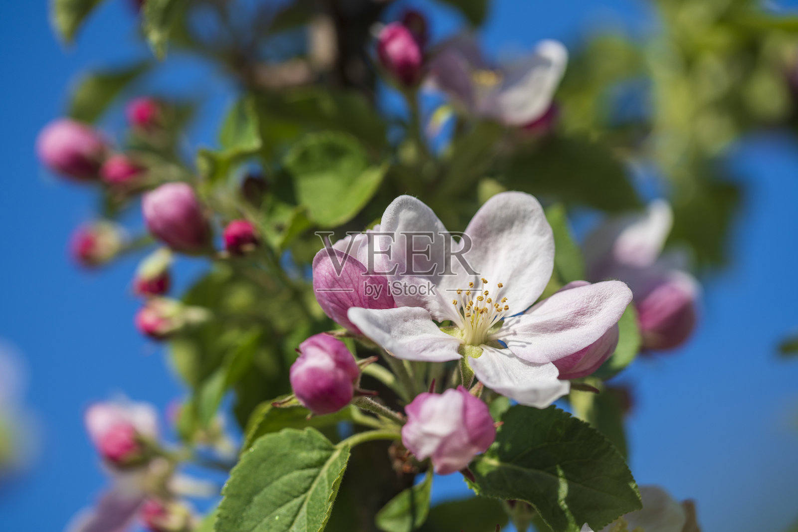 在蓝天的映衬下,苹果树上开着一簇簇白花照片摄影图片