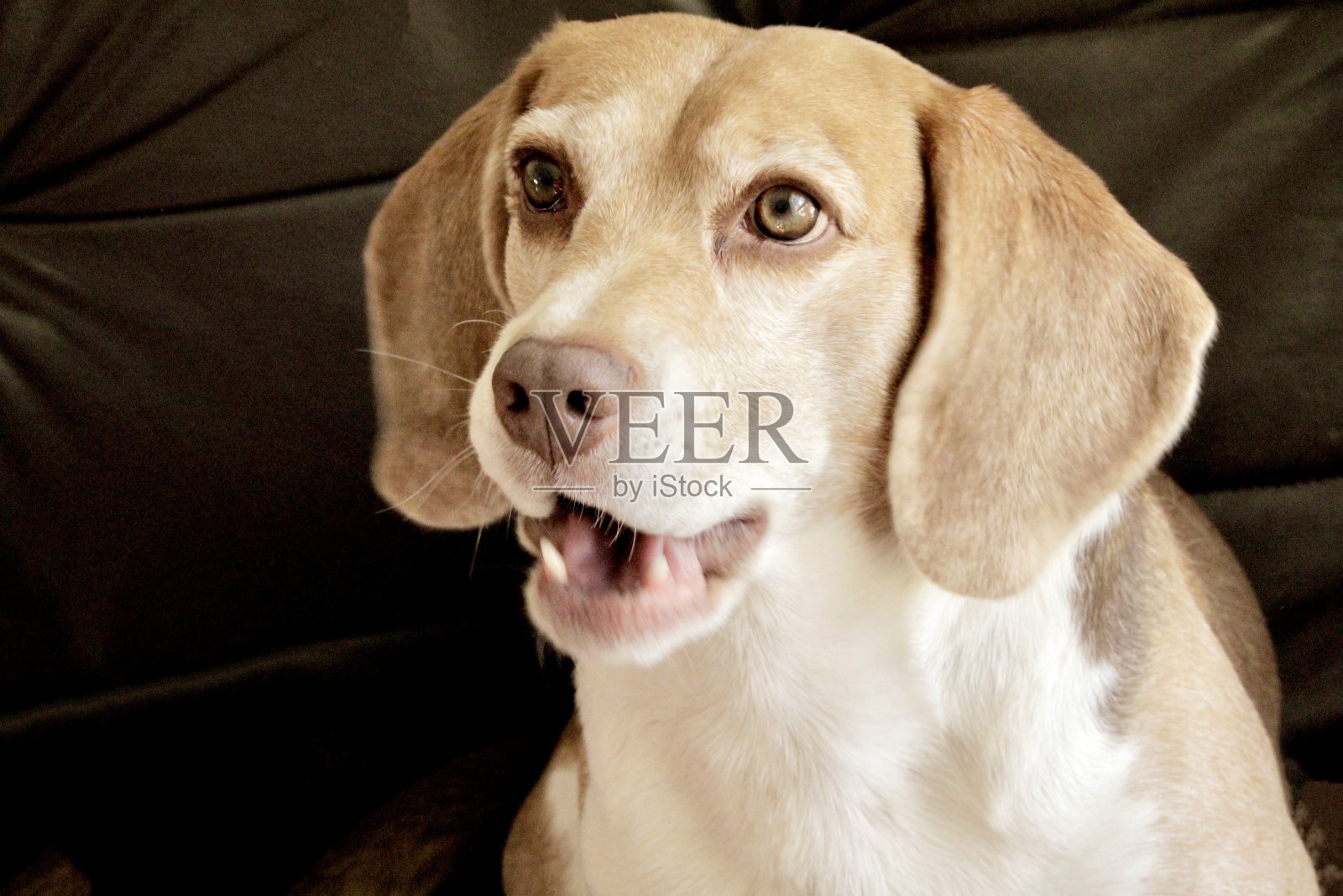 小猎犬的脸特写照片摄影图片