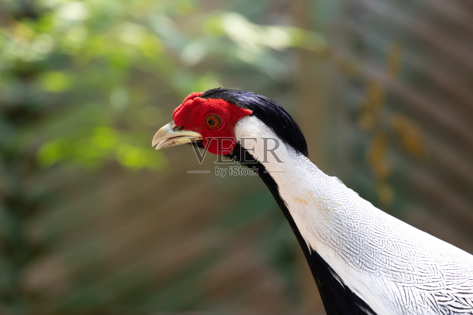 银雉的近景照片摄影图片
