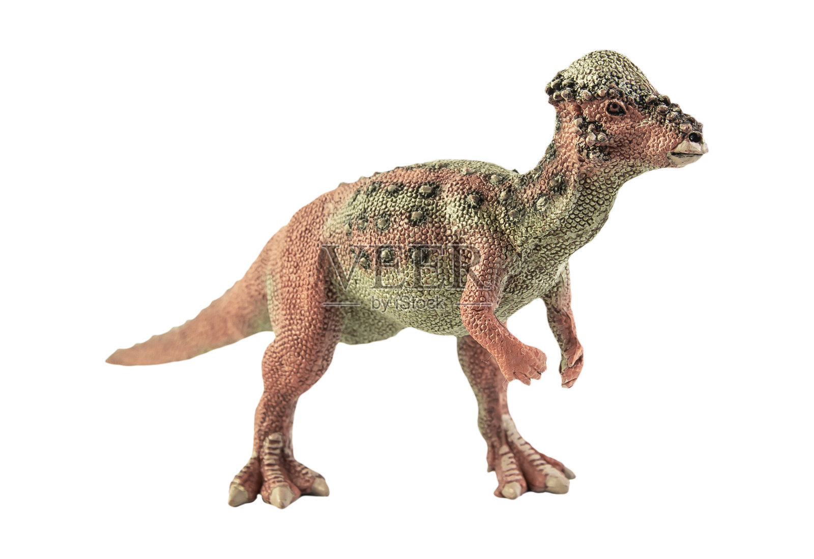 肿鼻角龙,孤立背景下的恐龙照片摄影图片