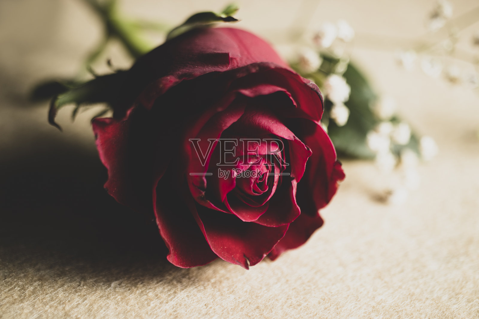 浪漫的单玫瑰孤立的背景。照片摄影图片