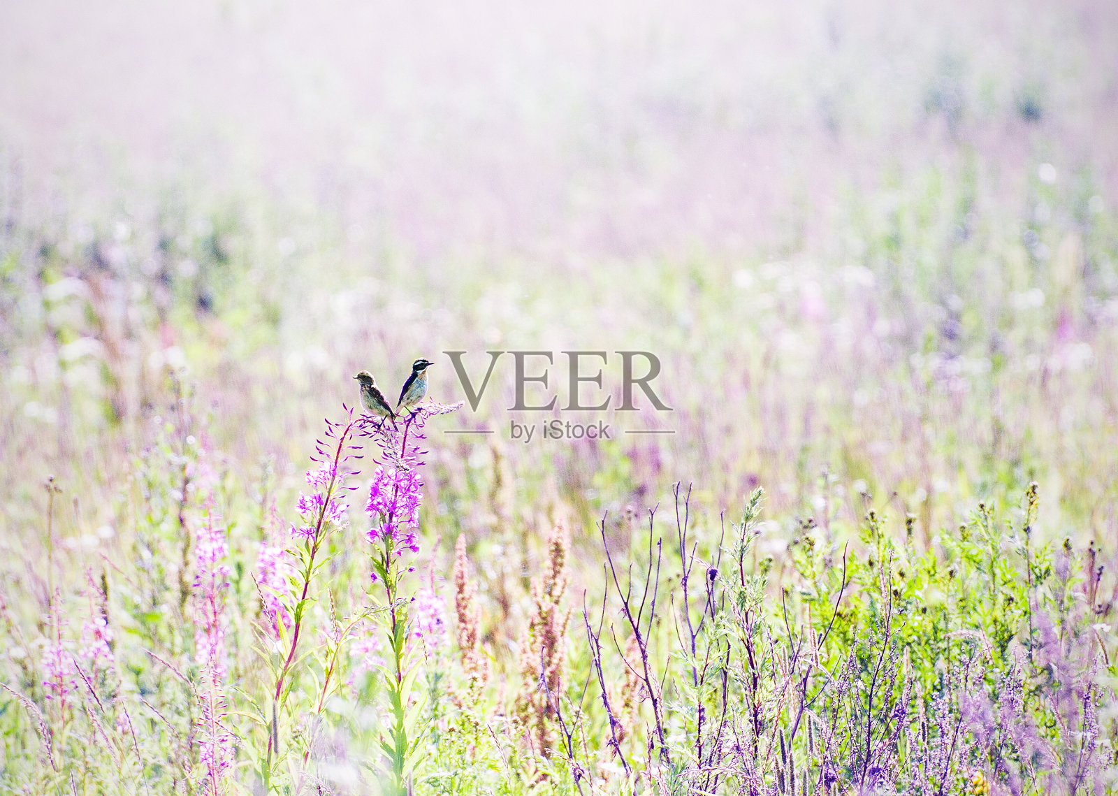 Whinchat或Bushchat (Saxicola Rubetra)鸟类夫妇照片摄影图片